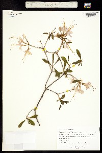 Image of Rhododendron periclymenoides