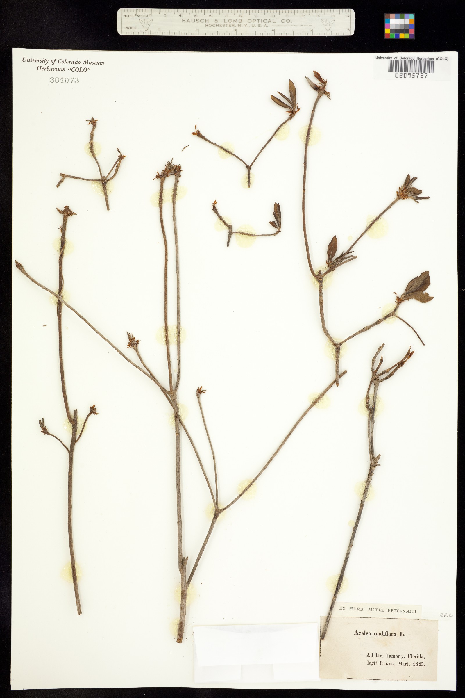 Rhododendron periclymenoides image