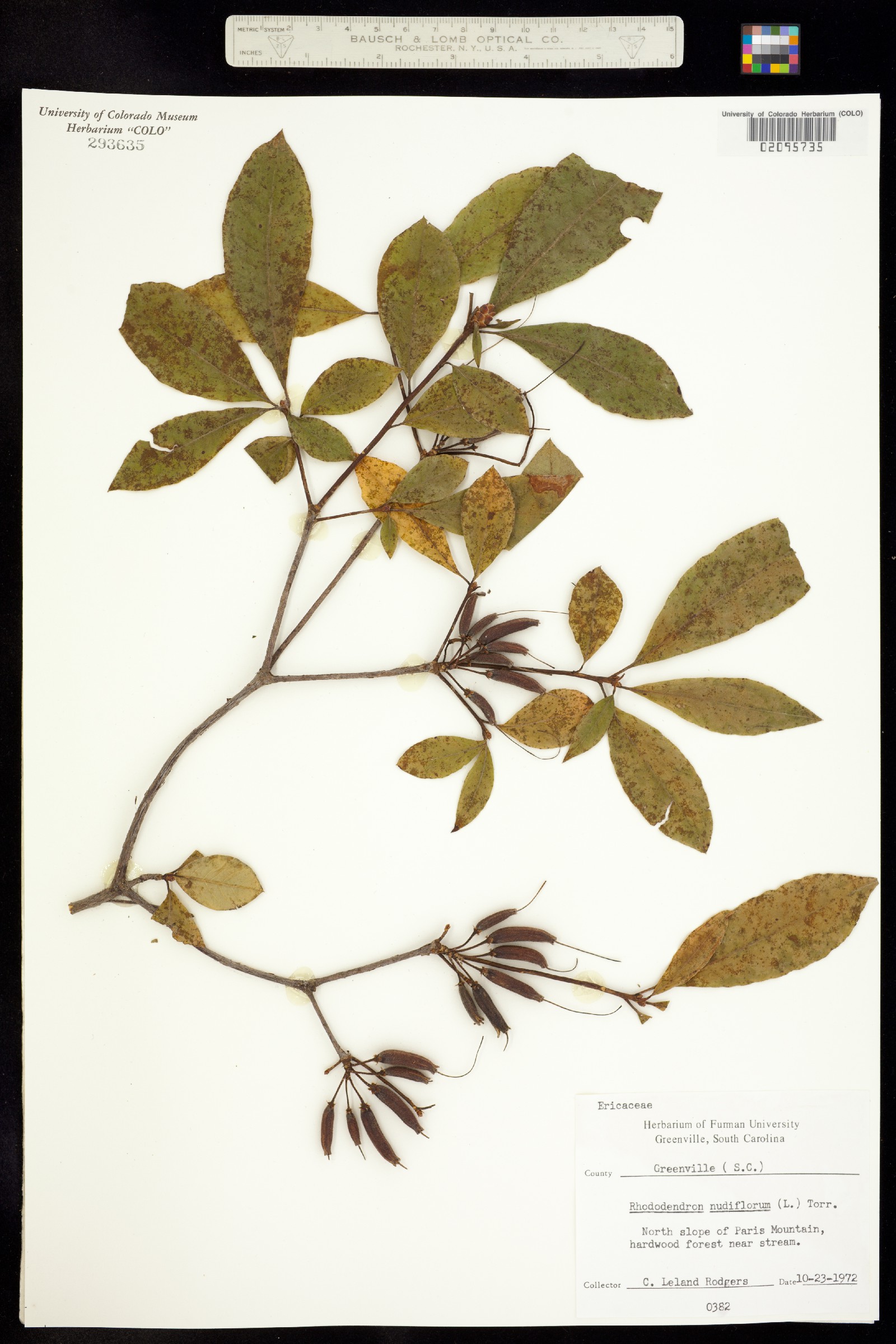 Rhododendron periclymenoides image