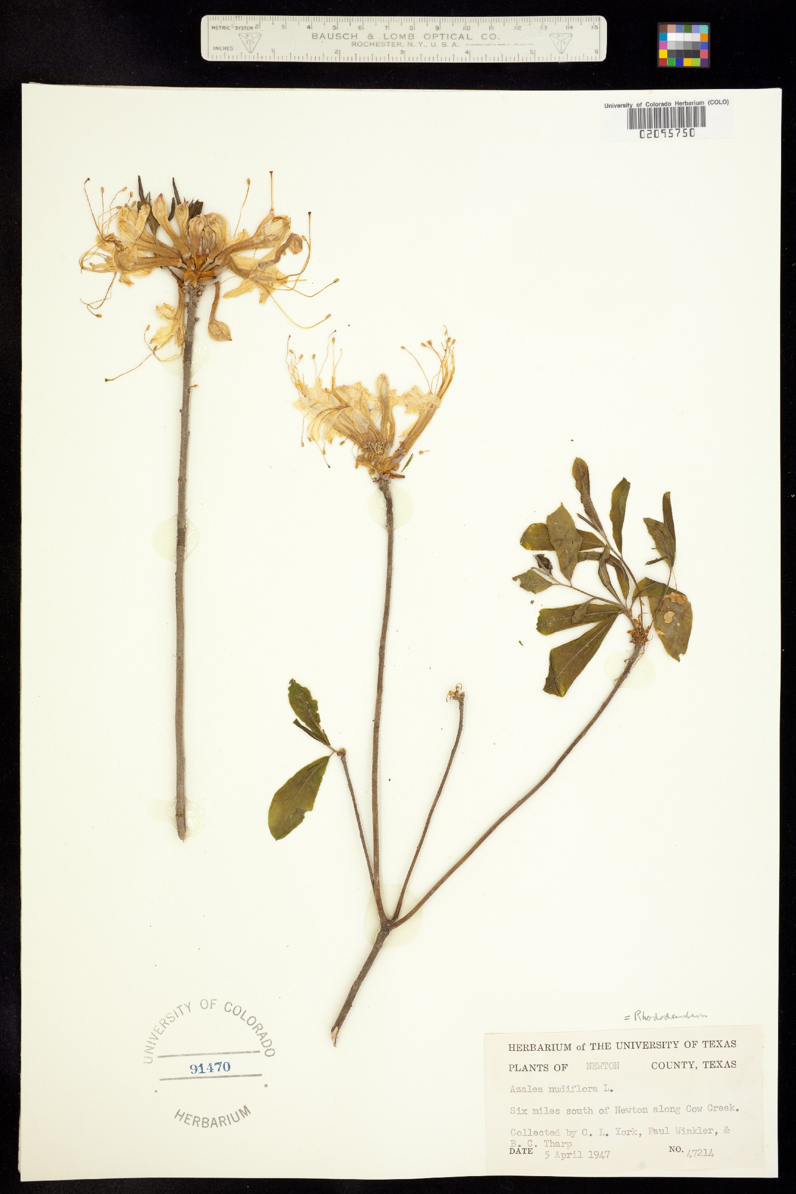 Rhododendron periclymenoides image