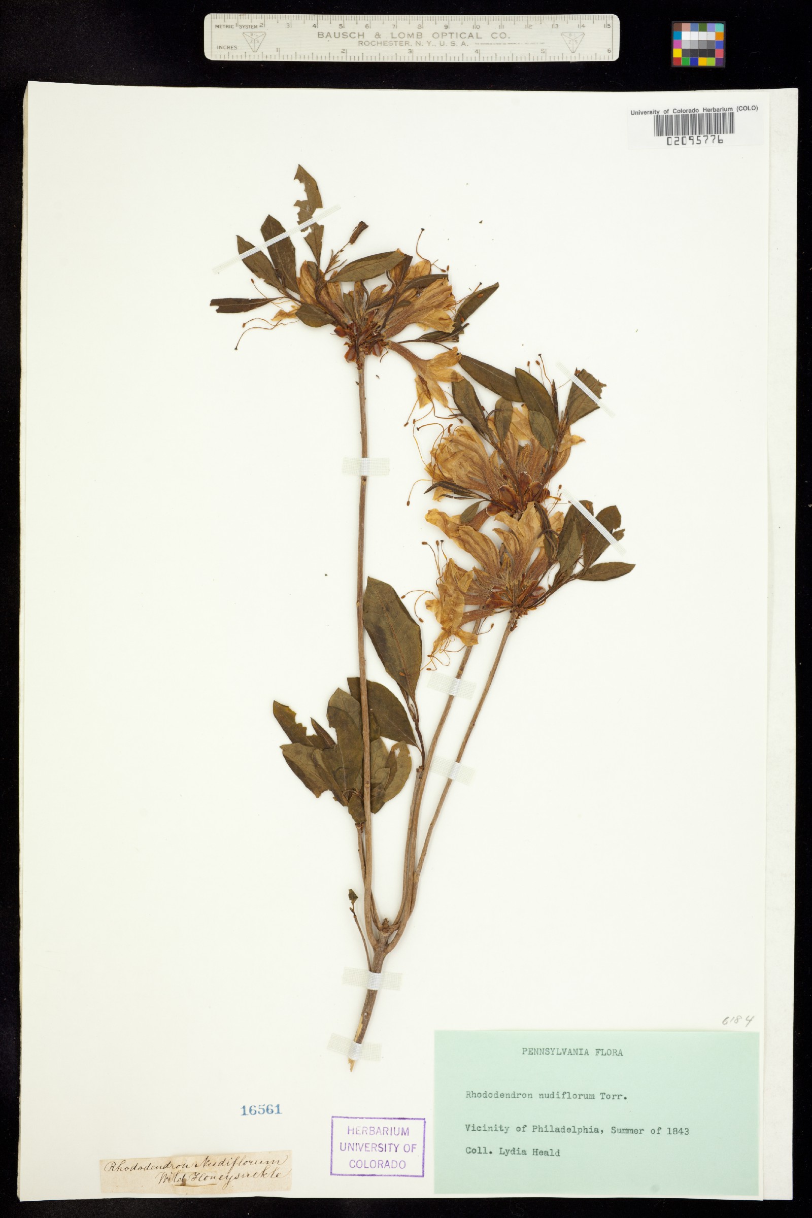 Rhododendron periclymenoides image