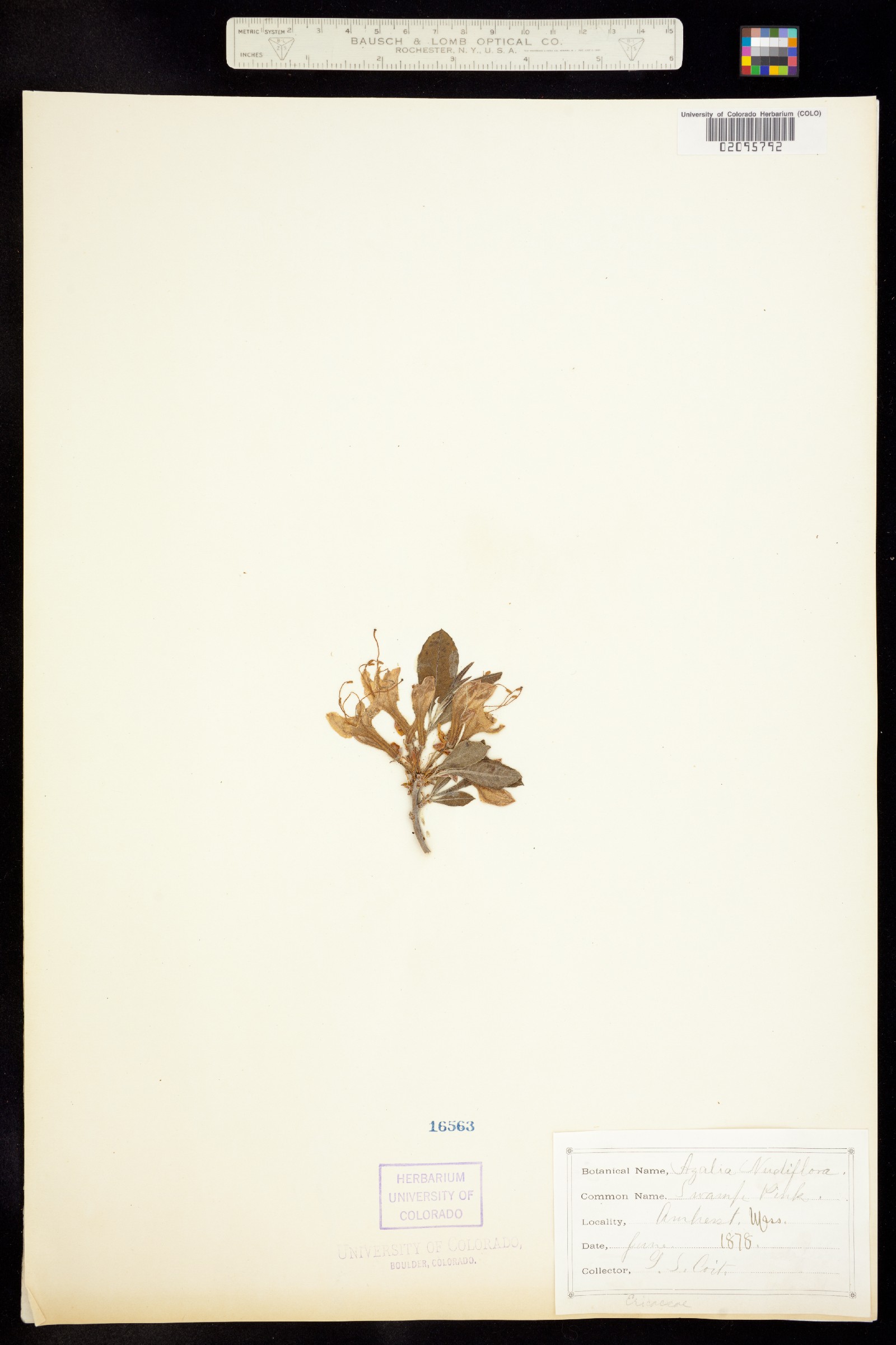 Rhododendron periclymenoides image