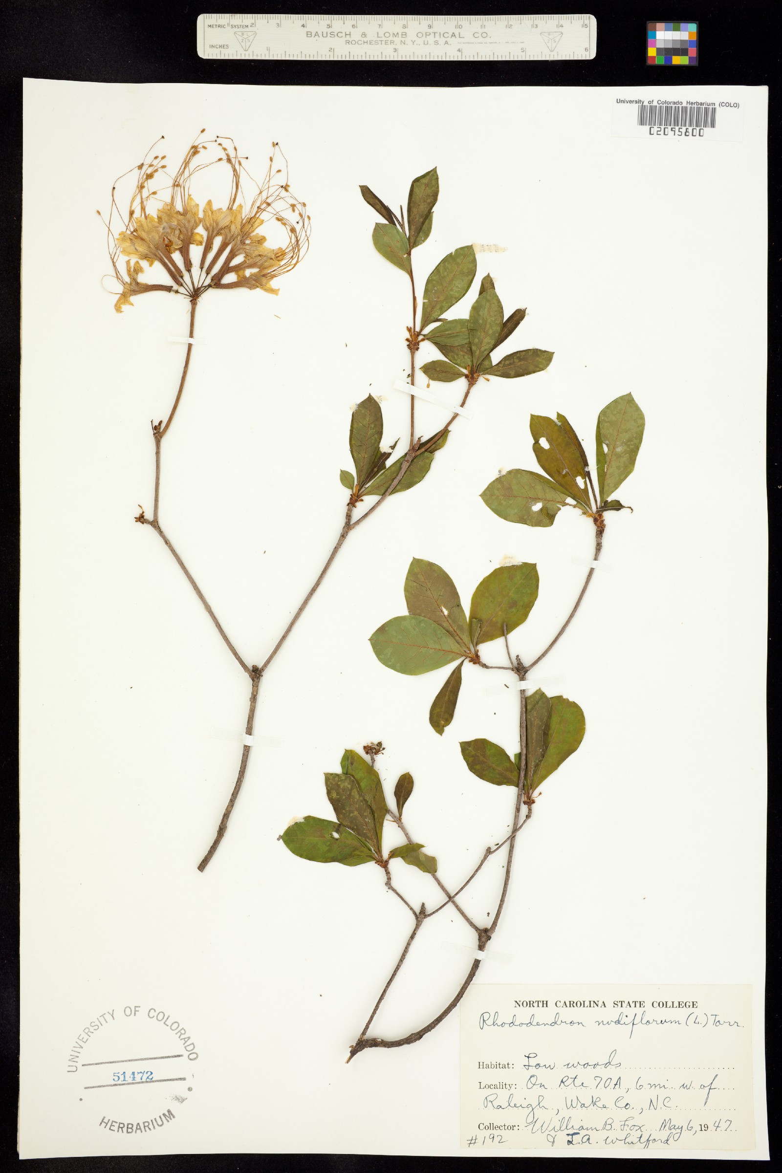 Rhododendron periclymenoides image