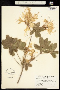 Image of Rhododendron occidentale