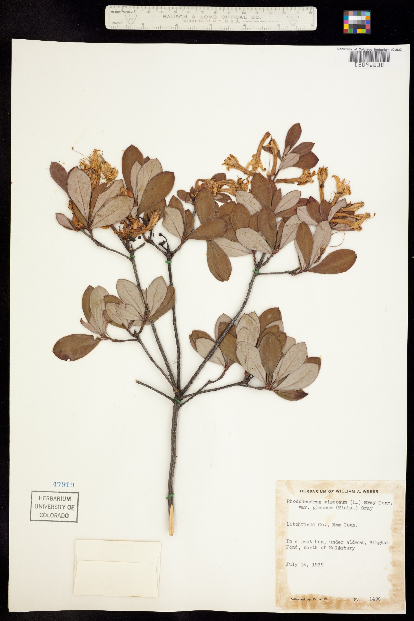 Rhododendron viscosum image
