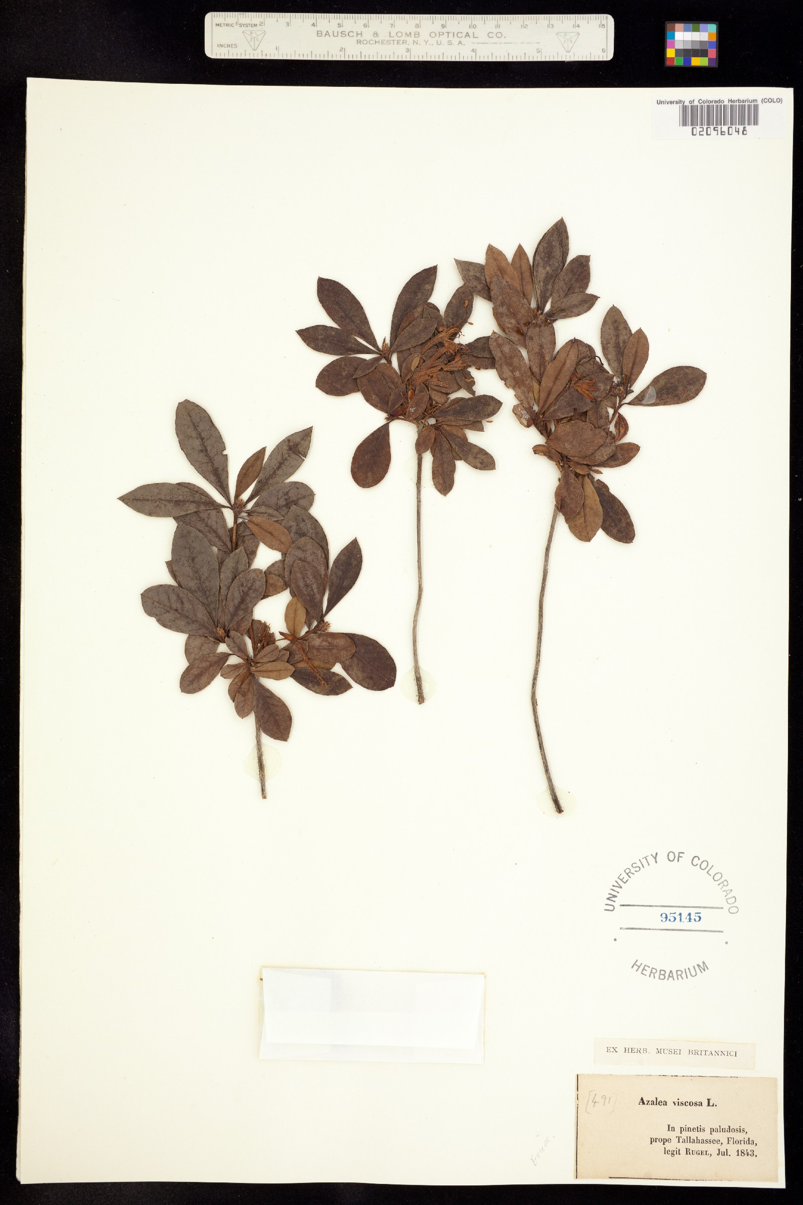 Rhododendron viscosum image