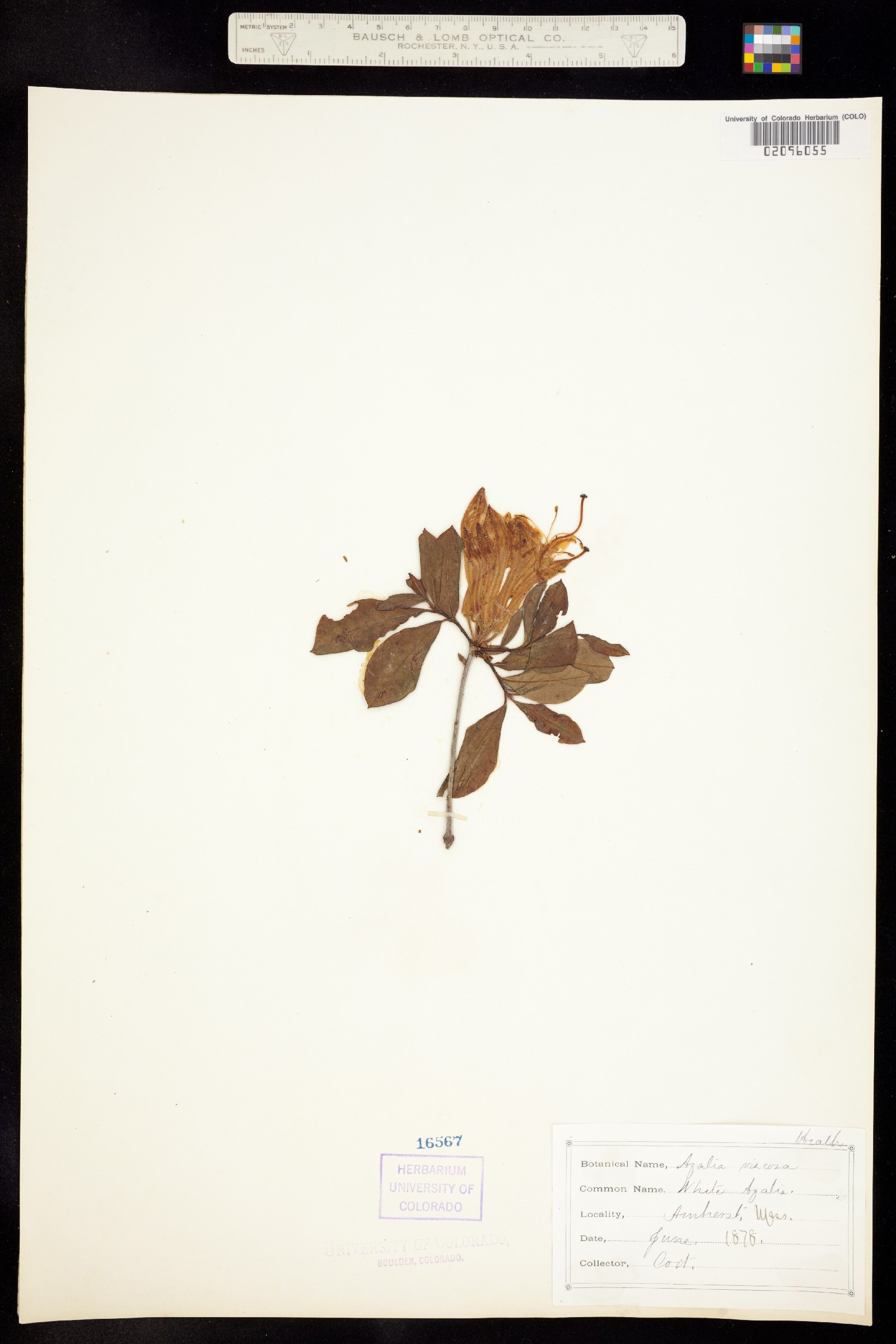 Rhododendron viscosum image