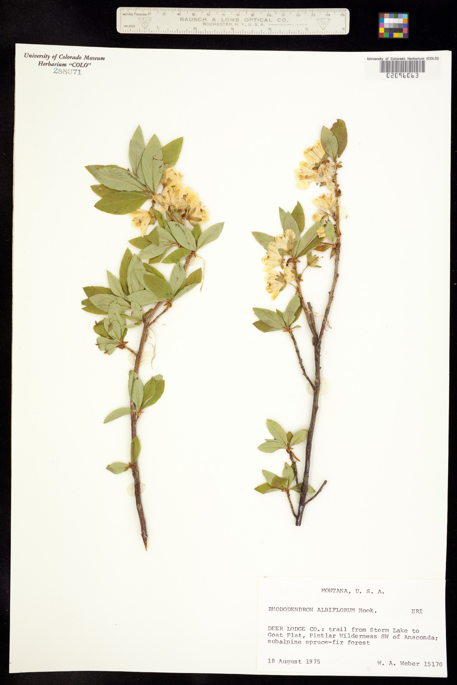 Rhododendron albiflorum image