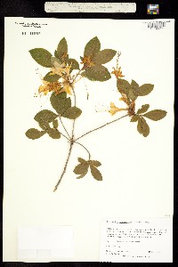 Image of Rhododendron calendulaceum