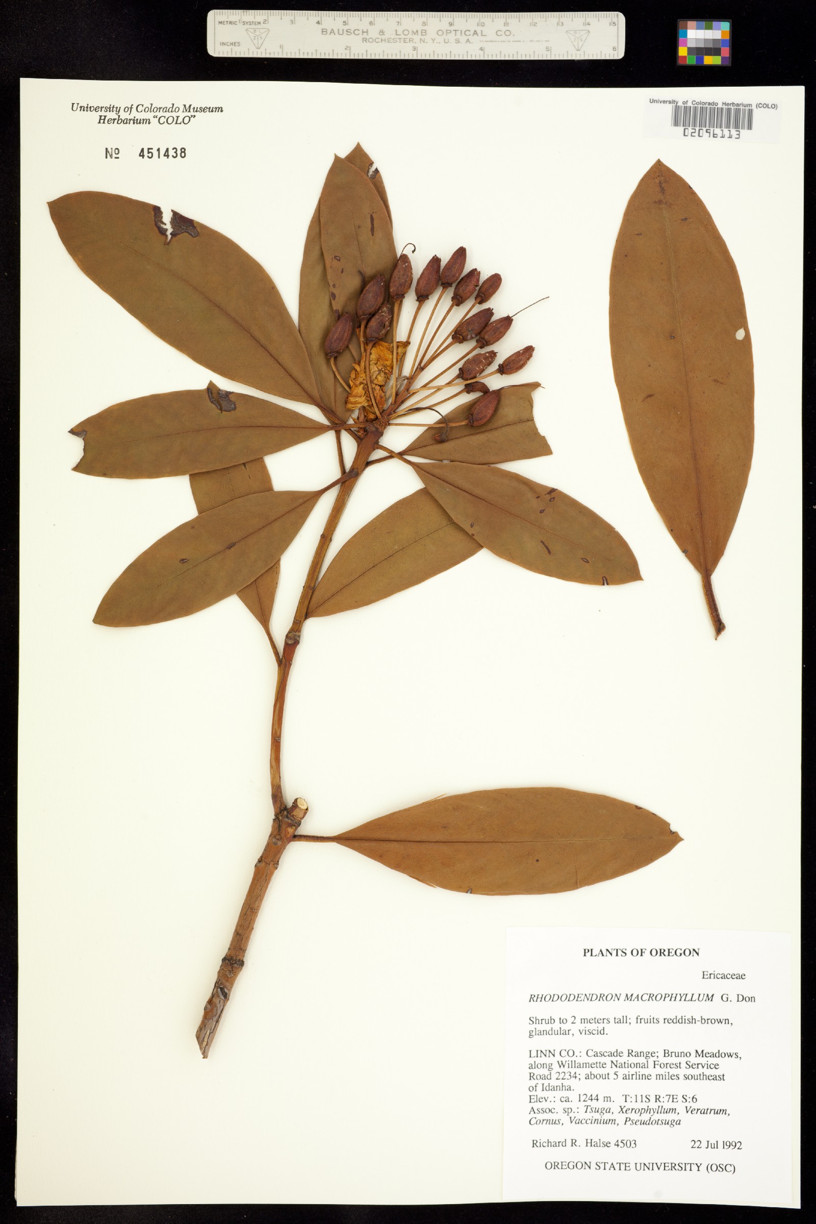 Rhododendron macrophyllum image