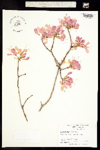 Image of Rhododendron vaseyi