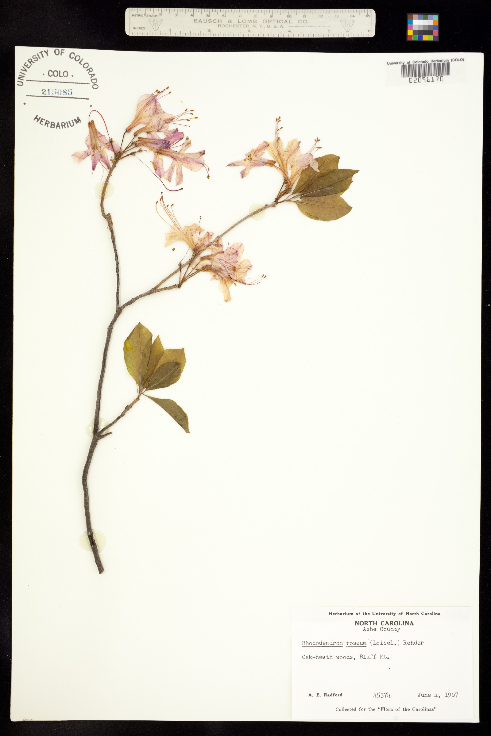 Rhododendron canescens image