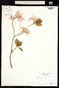 Rhododendron roseum image