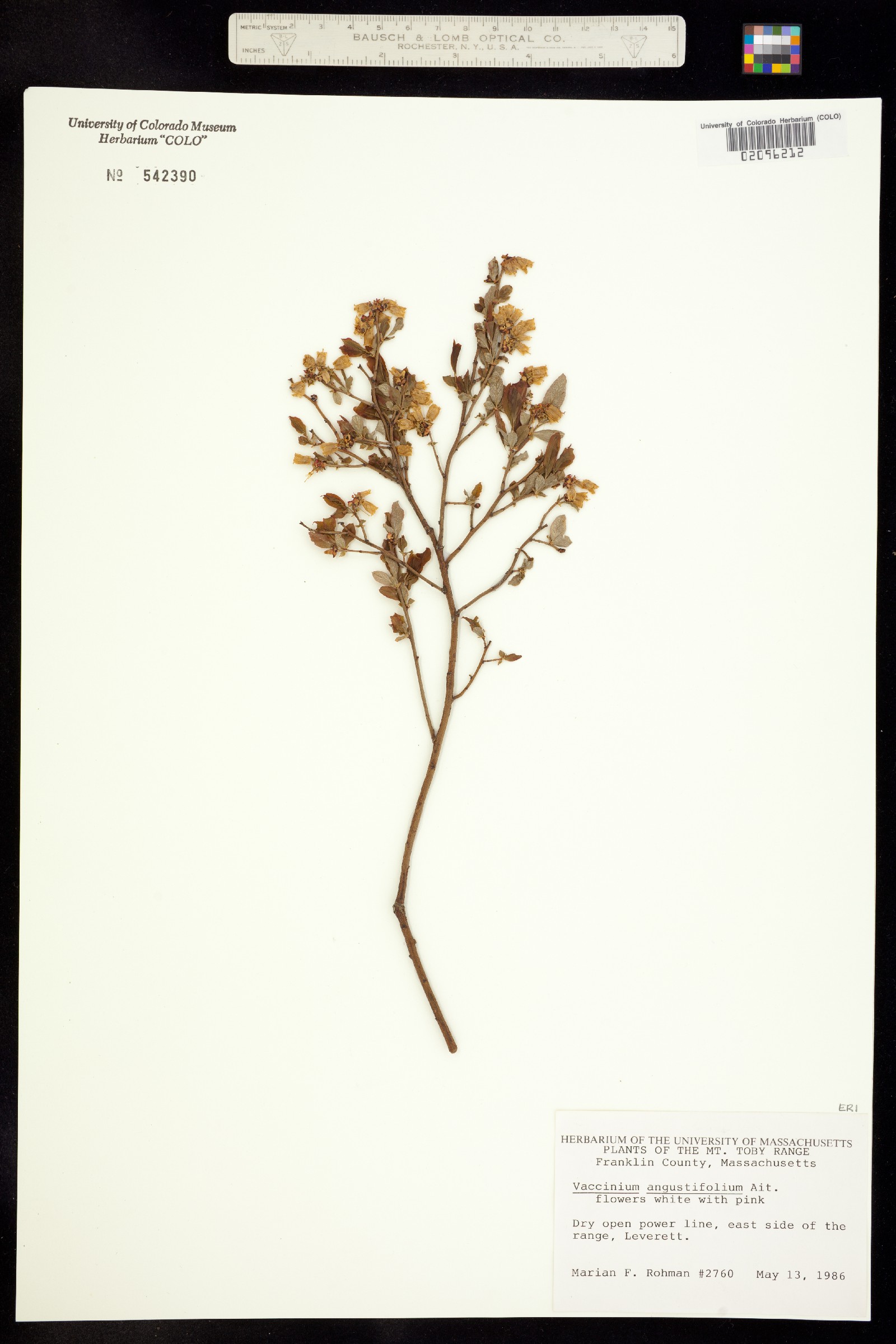 Vaccinium angustifolium image