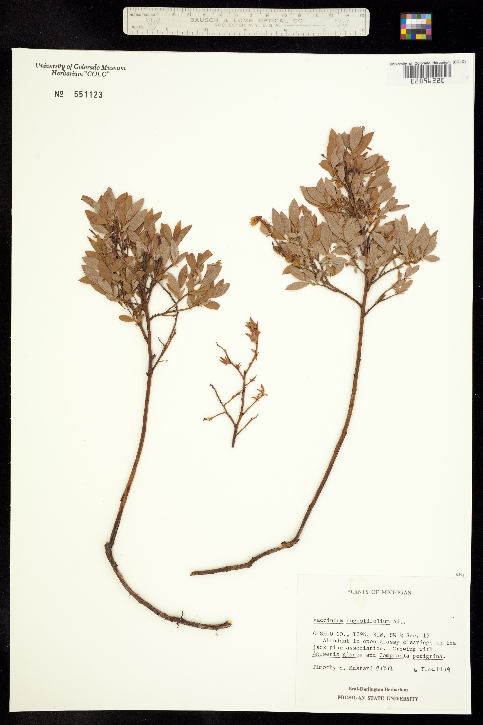 Vaccinium angustifolium image