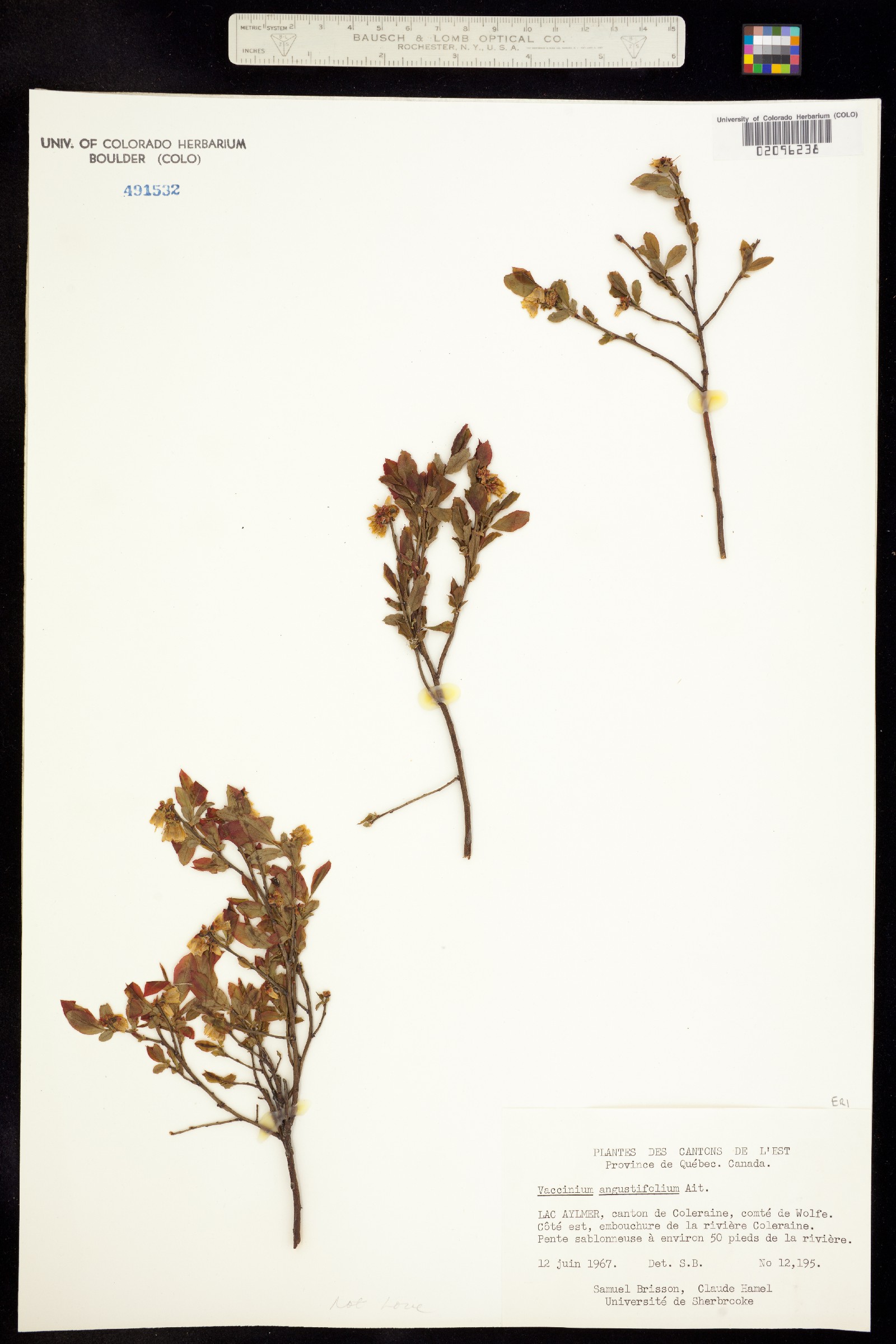 Vaccinium angustifolium image