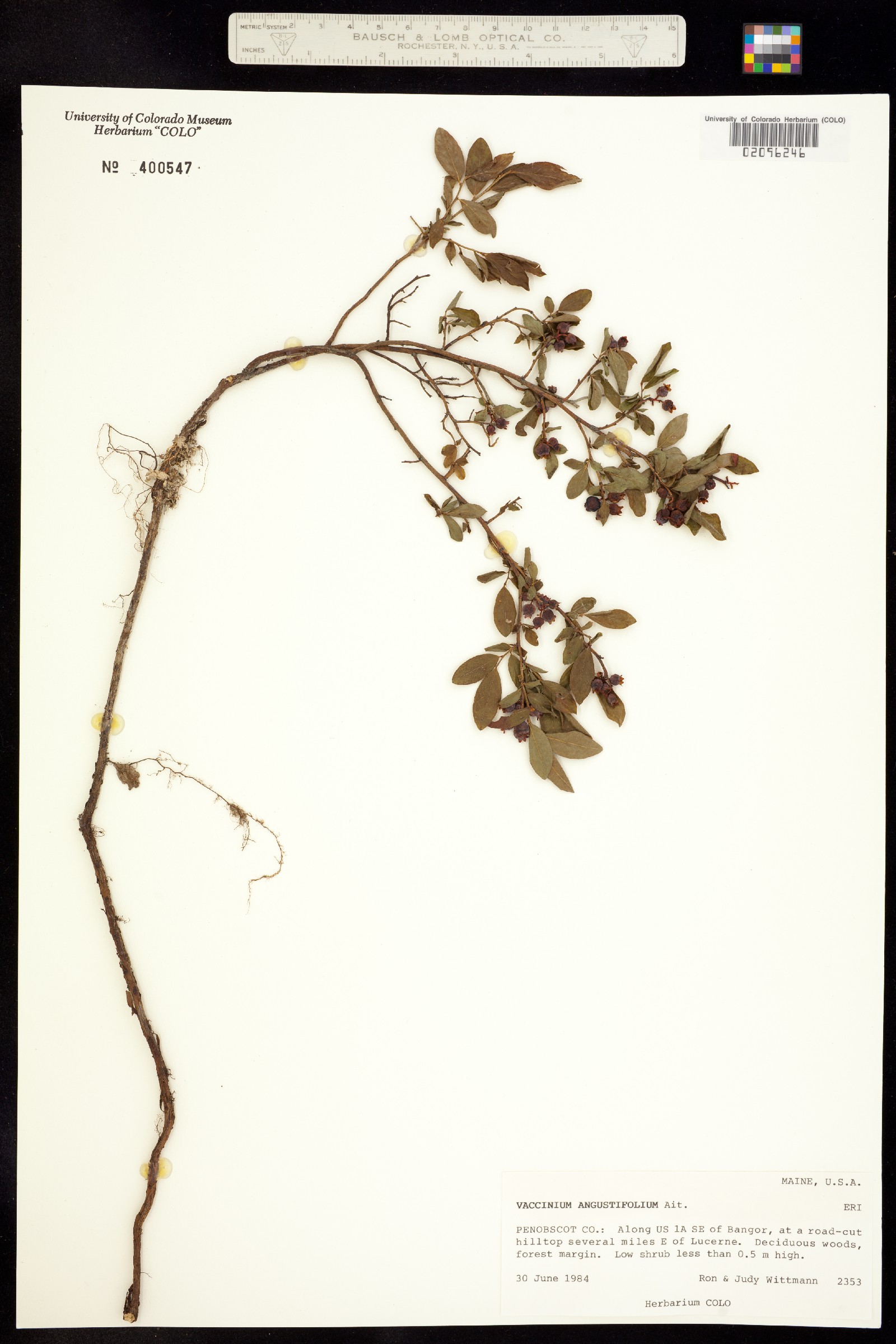 Vaccinium angustifolium image