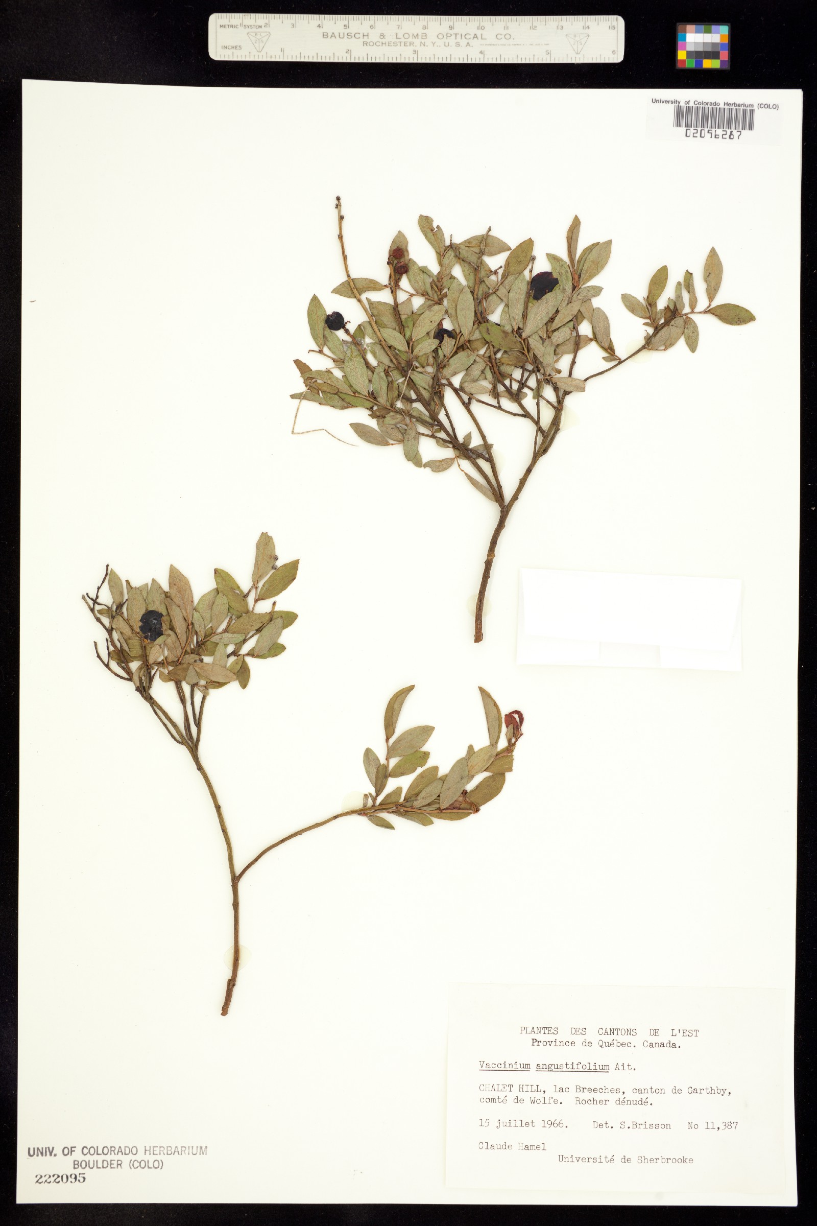Vaccinium angustifolium image