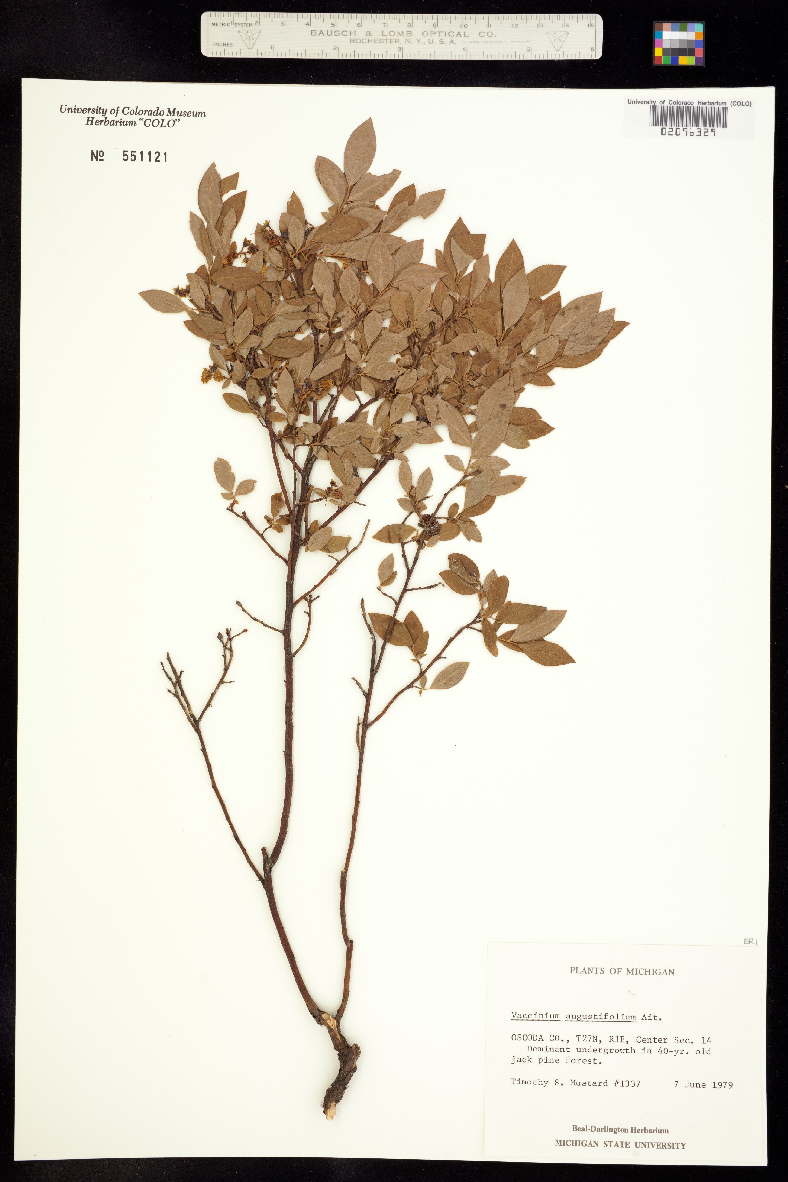 Vaccinium angustifolium image