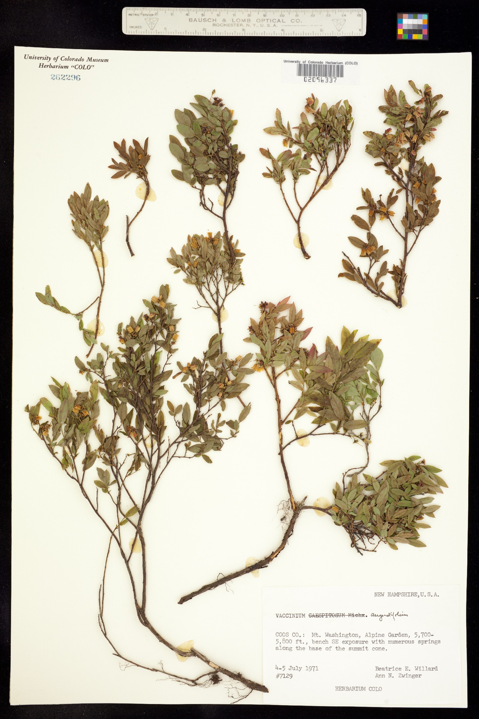 Vaccinium angustifolium image