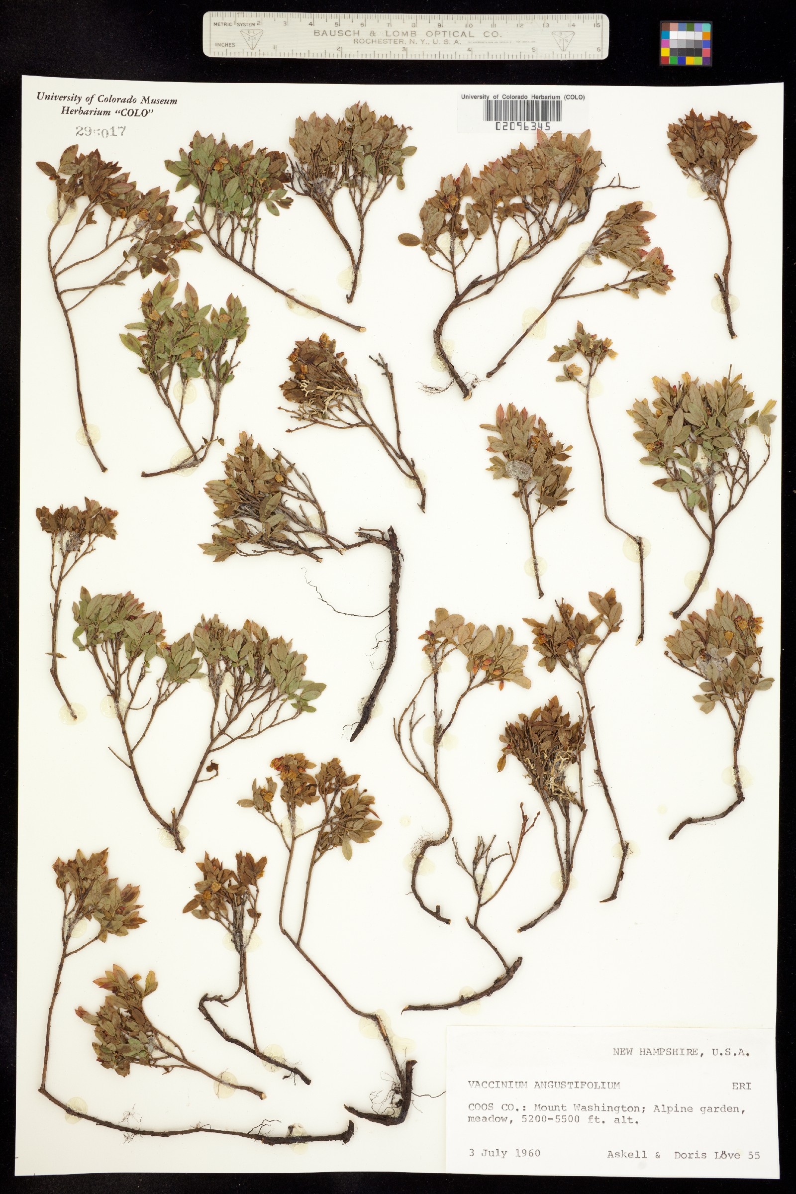 Vaccinium angustifolium image