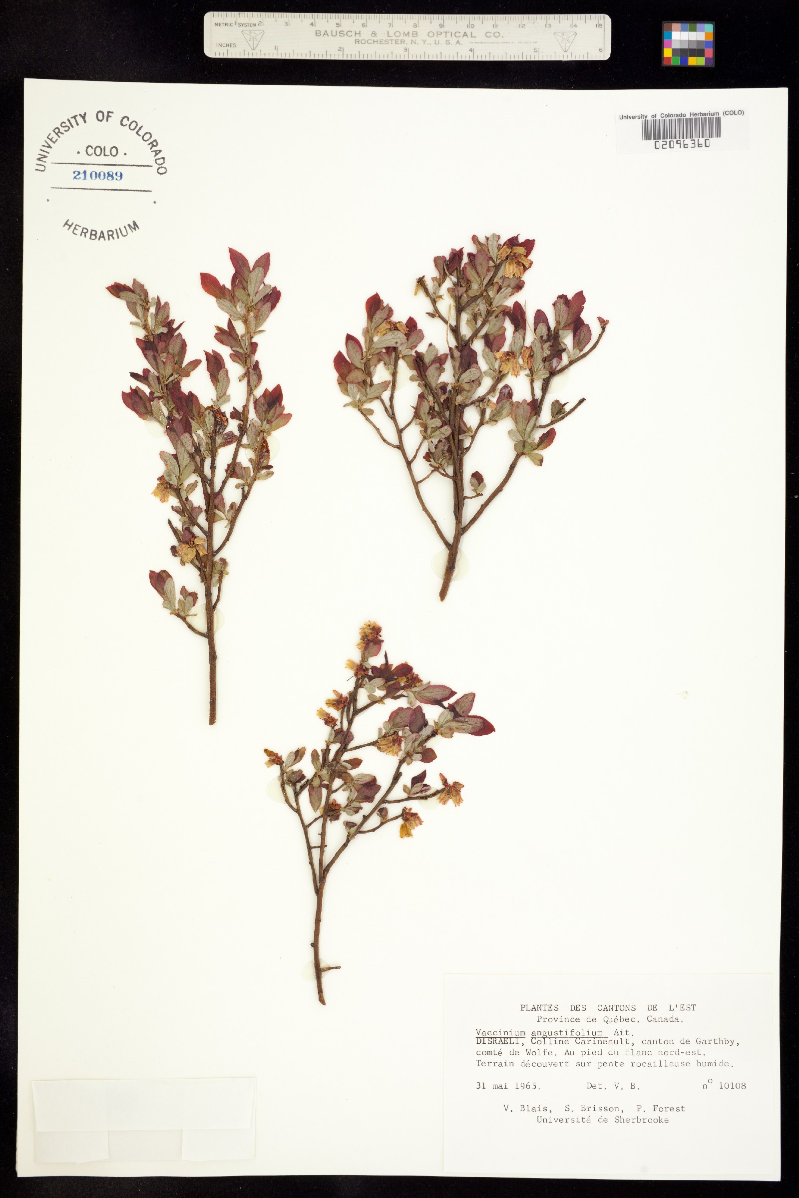 Vaccinium angustifolium image