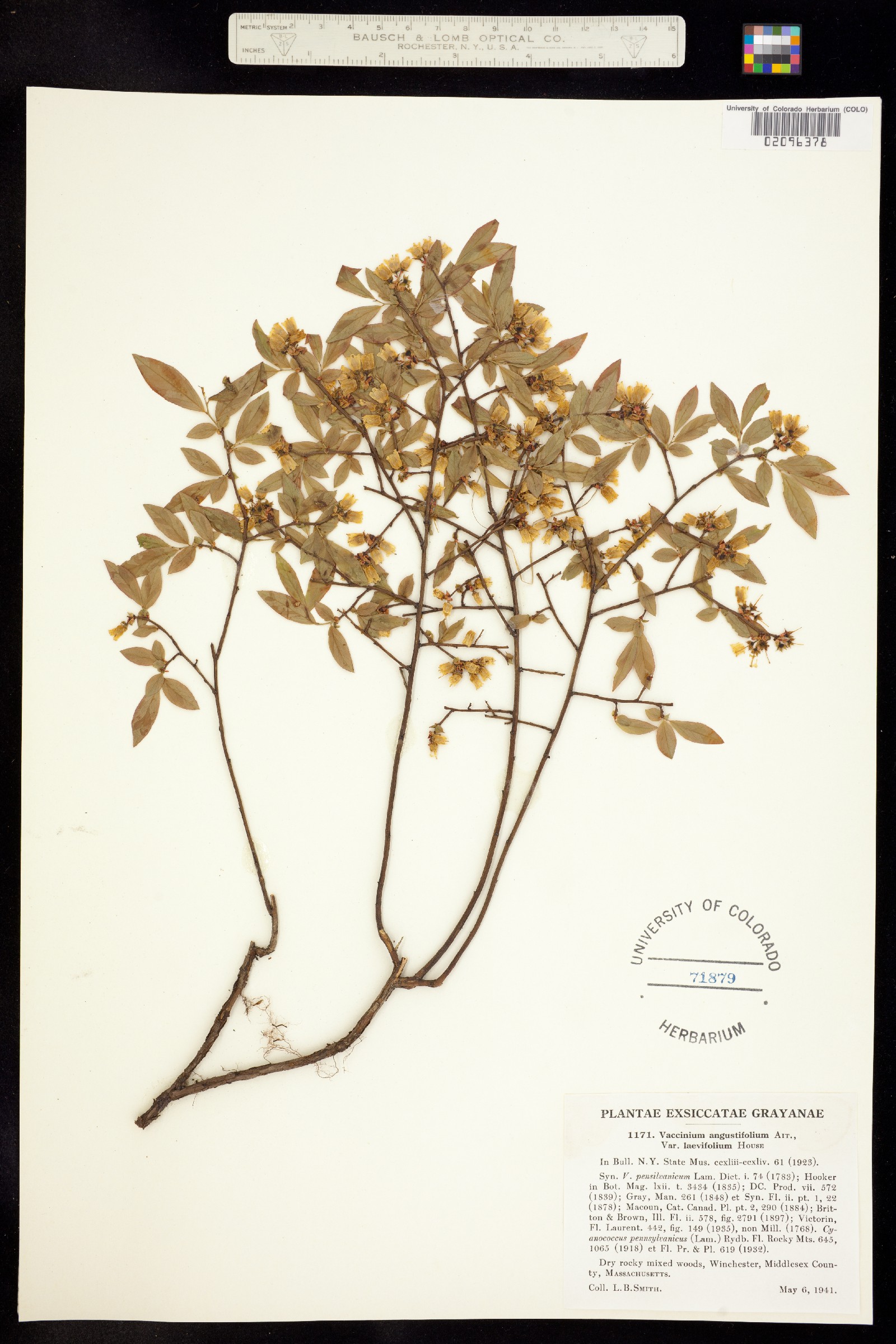 Vaccinium angustifolium image