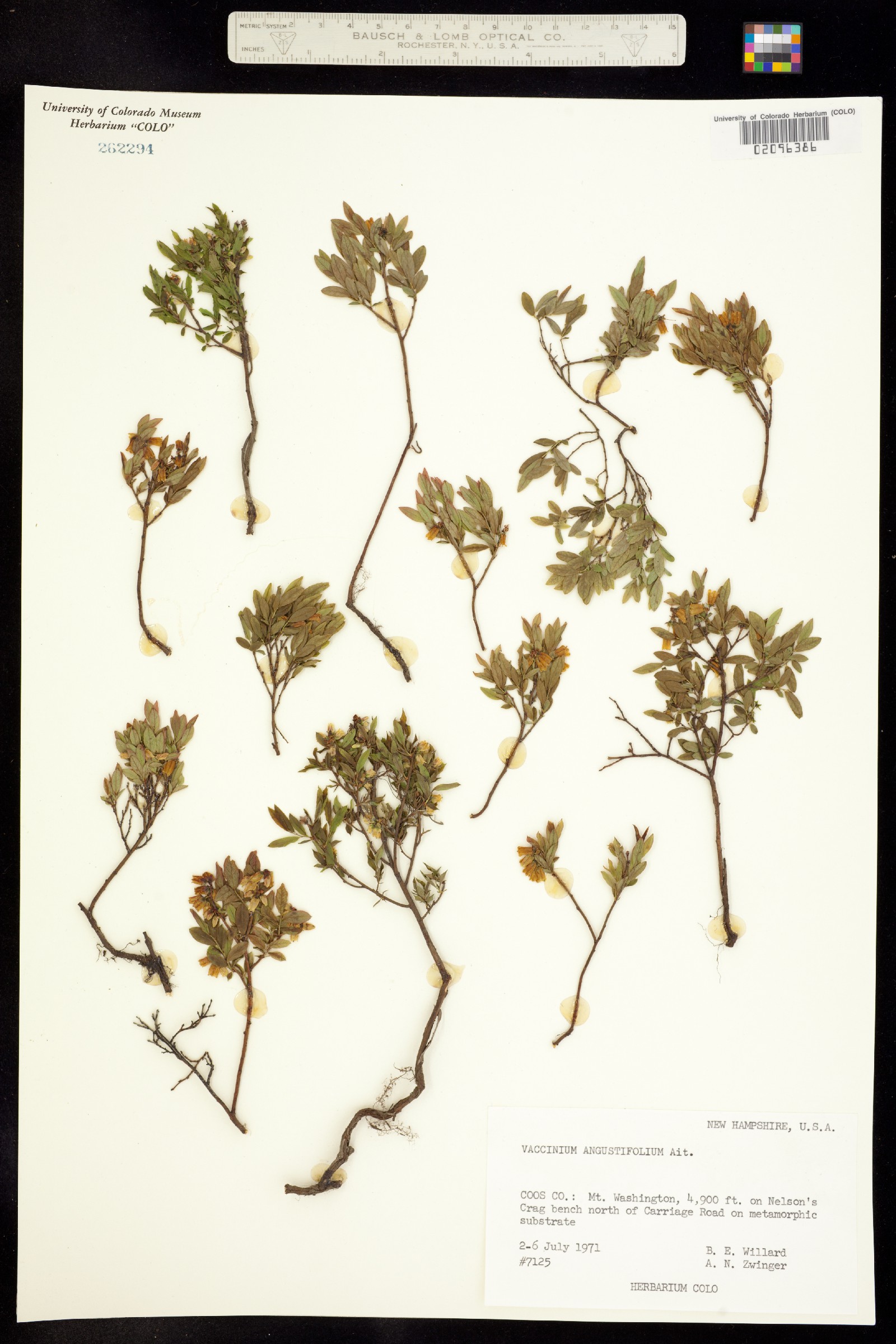 Vaccinium angustifolium image