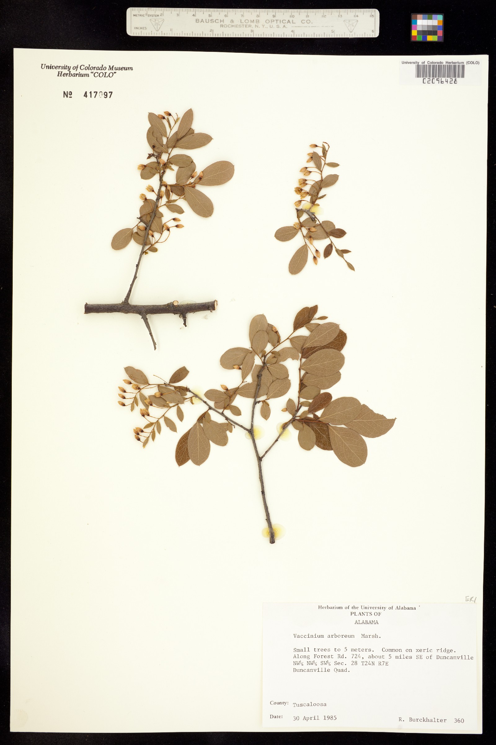 Vaccinium arboreum image