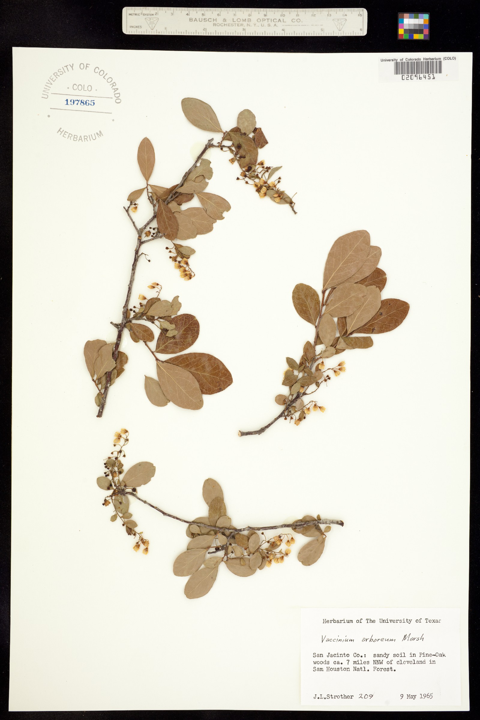 Vaccinium arboreum image