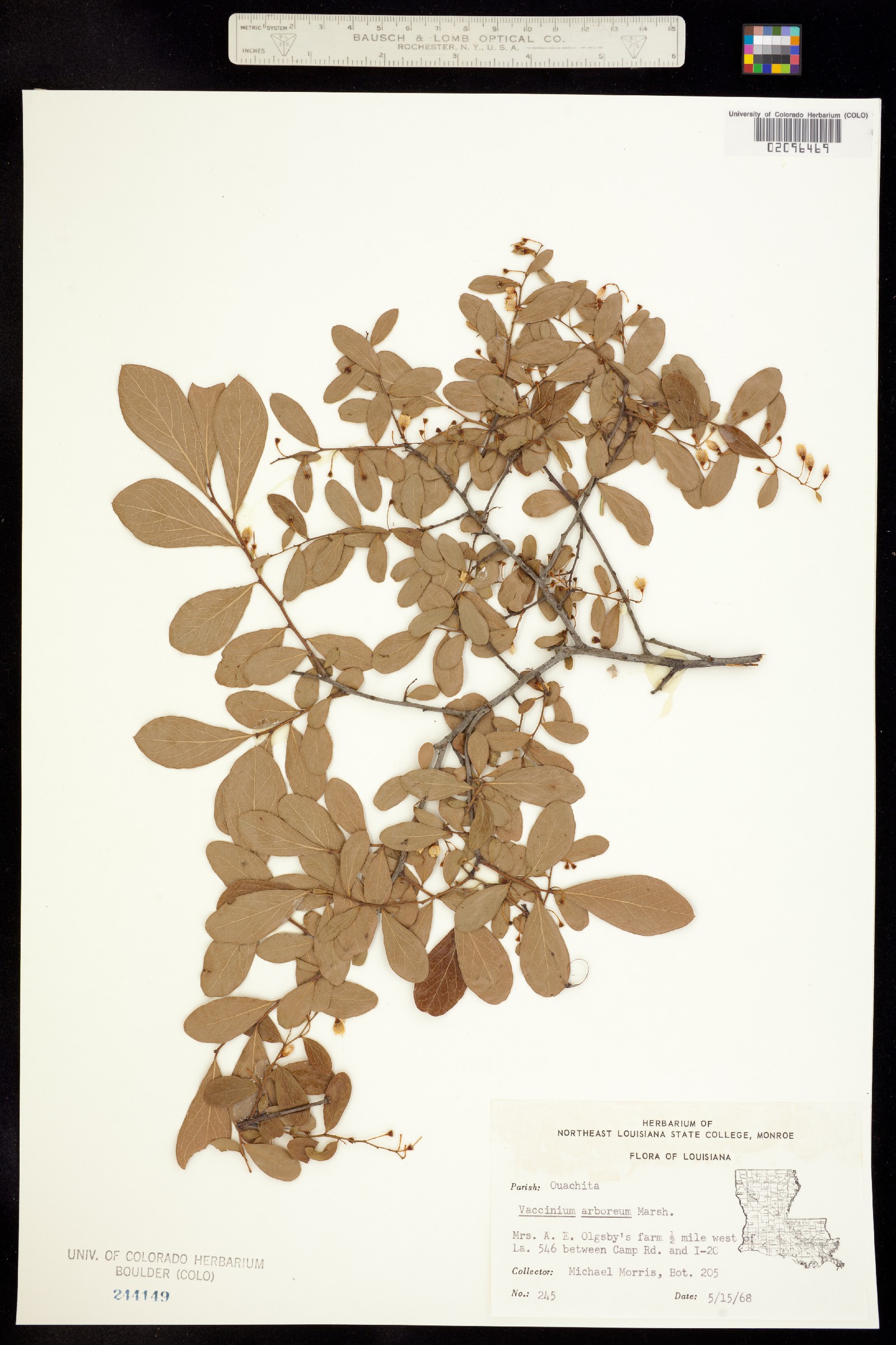 Vaccinium arboreum image