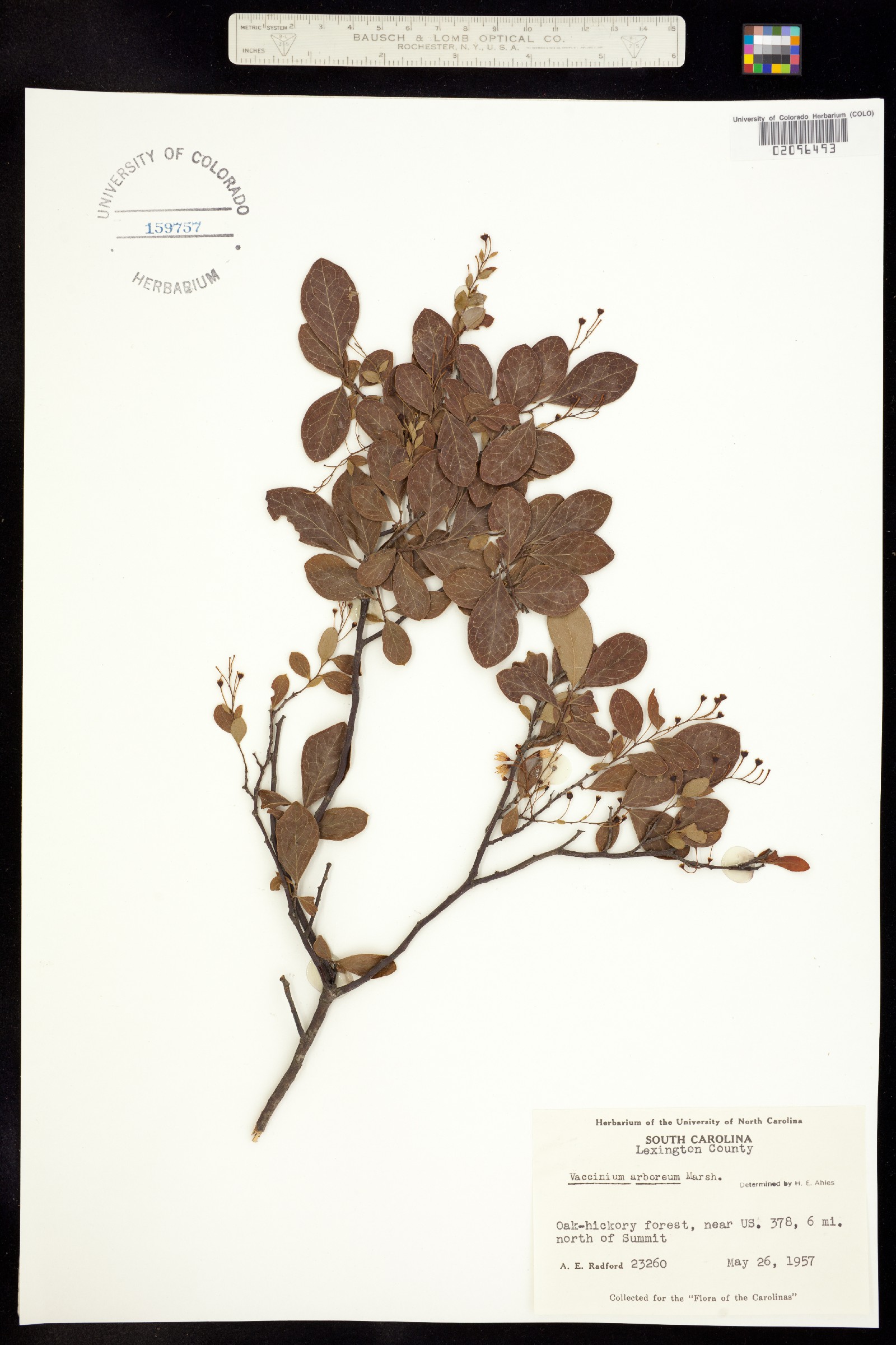 Vaccinium arboreum image