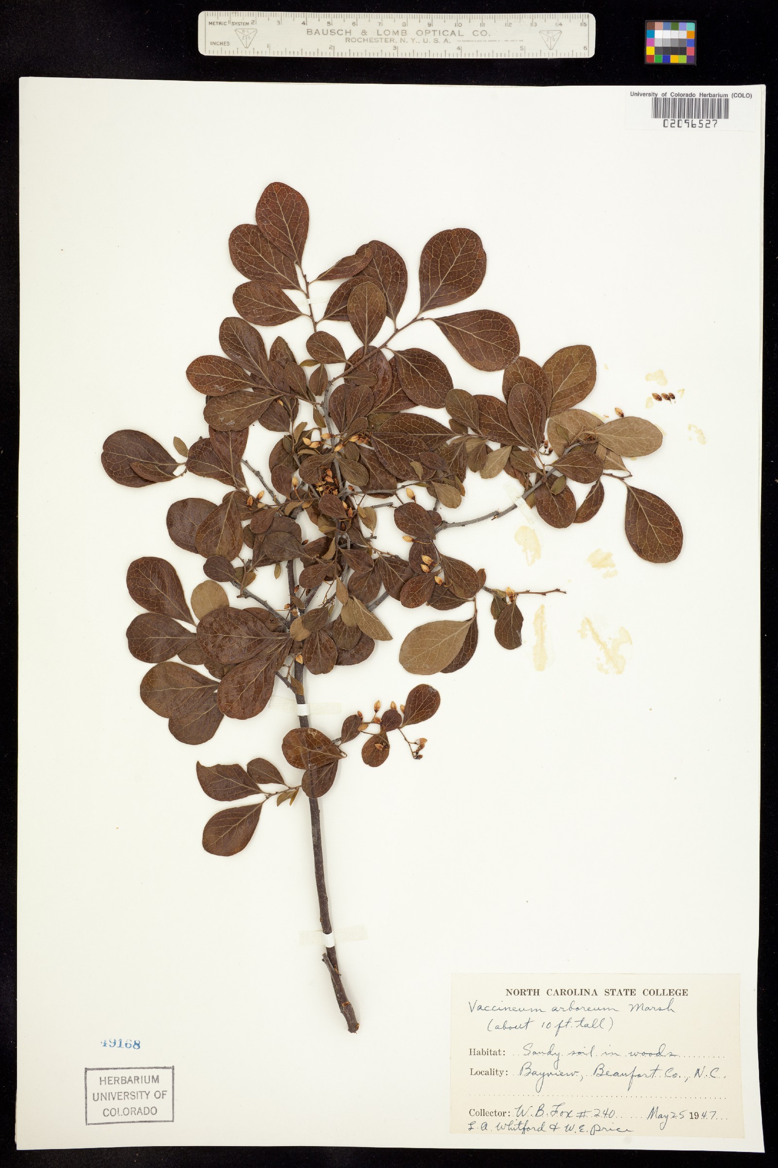 Vaccinium arboreum image