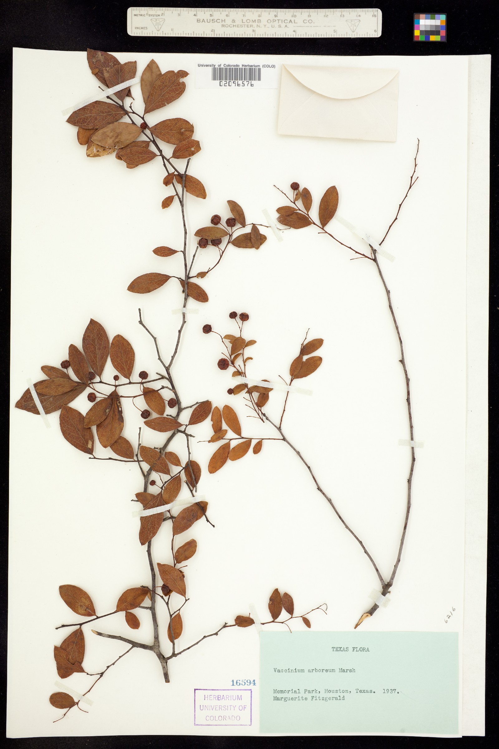 Vaccinium arboreum image