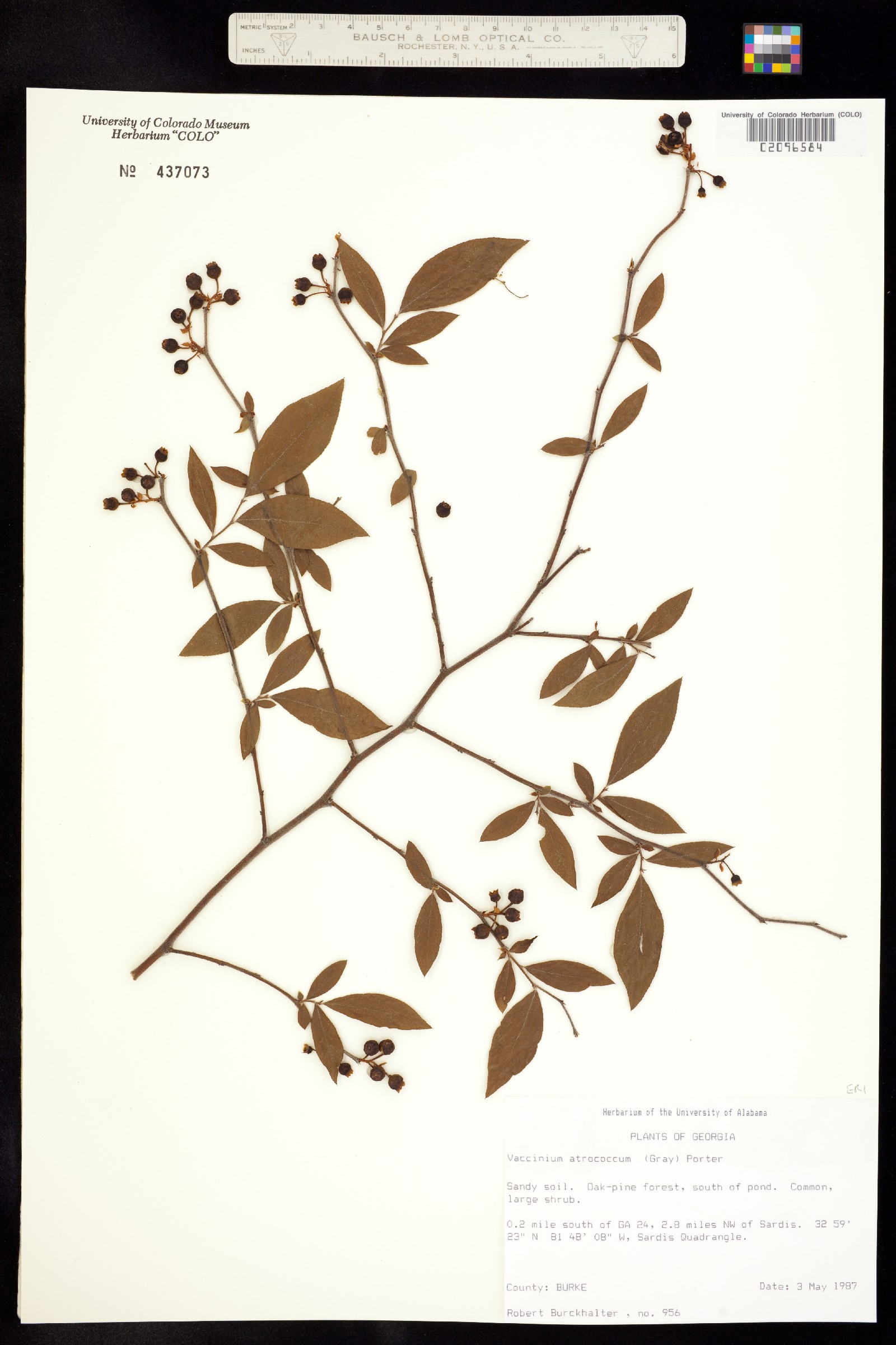 Vaccinium corymbosum image