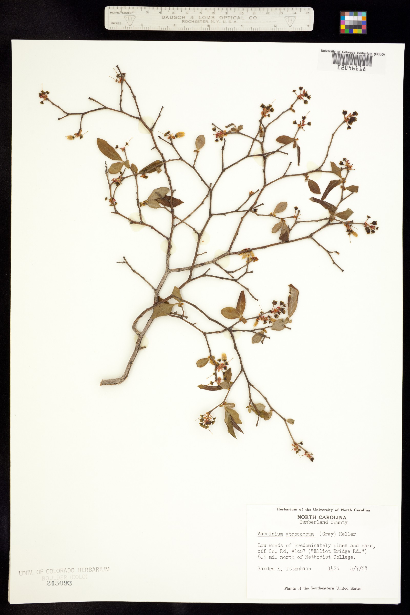 Vaccinium corymbosum image