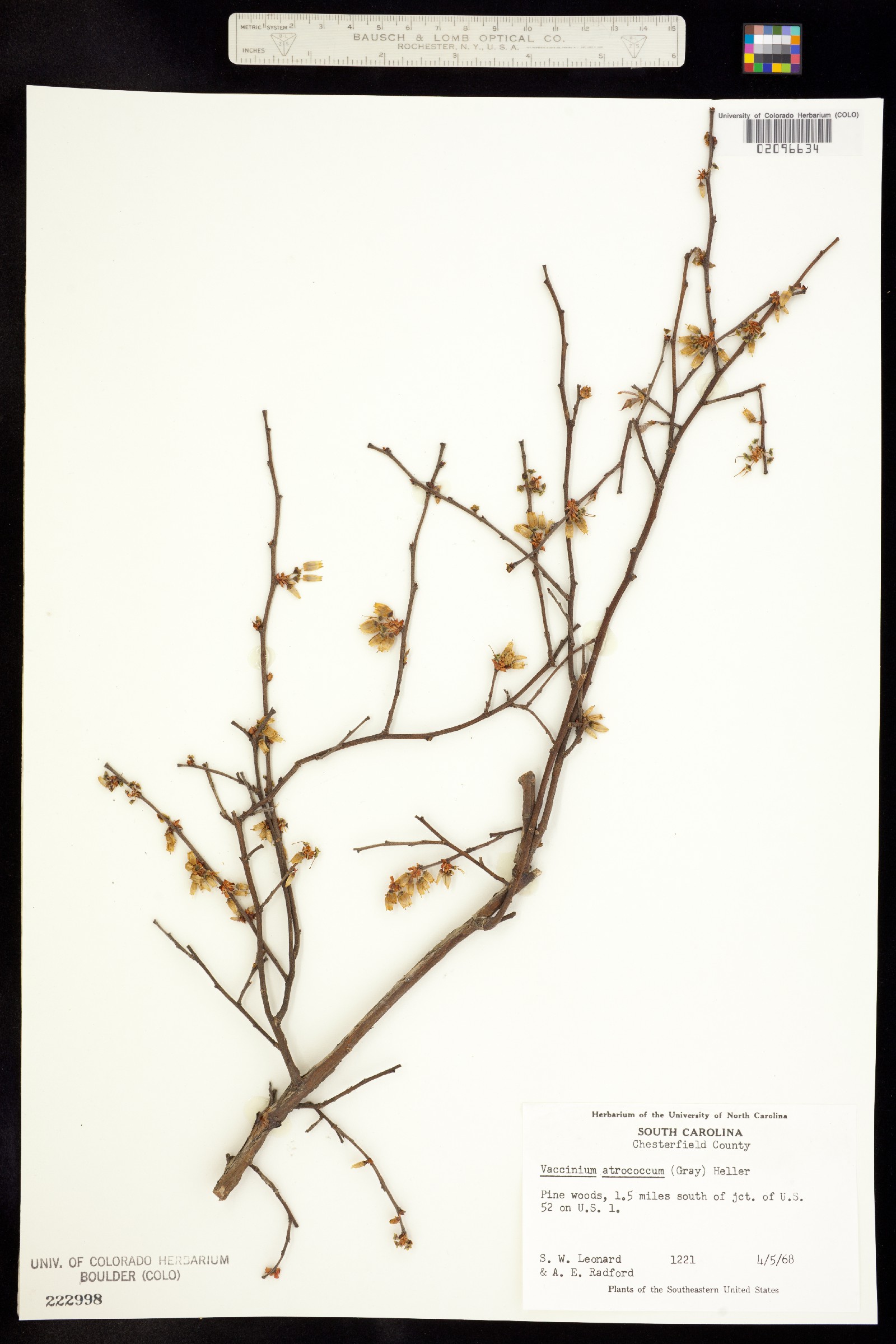 Vaccinium corymbosum image