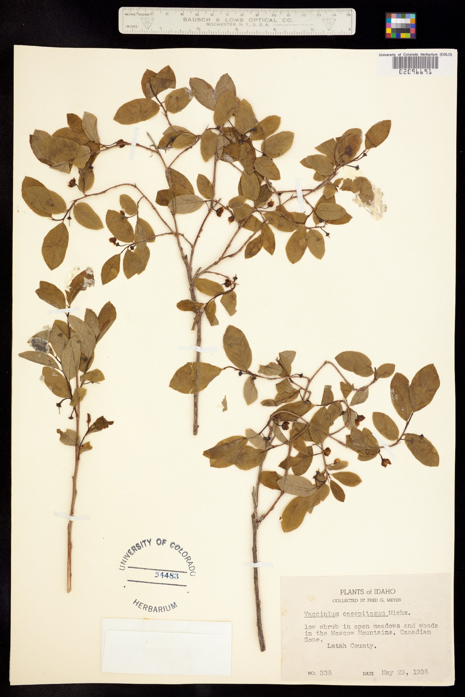 Vaccinium cespitosum image