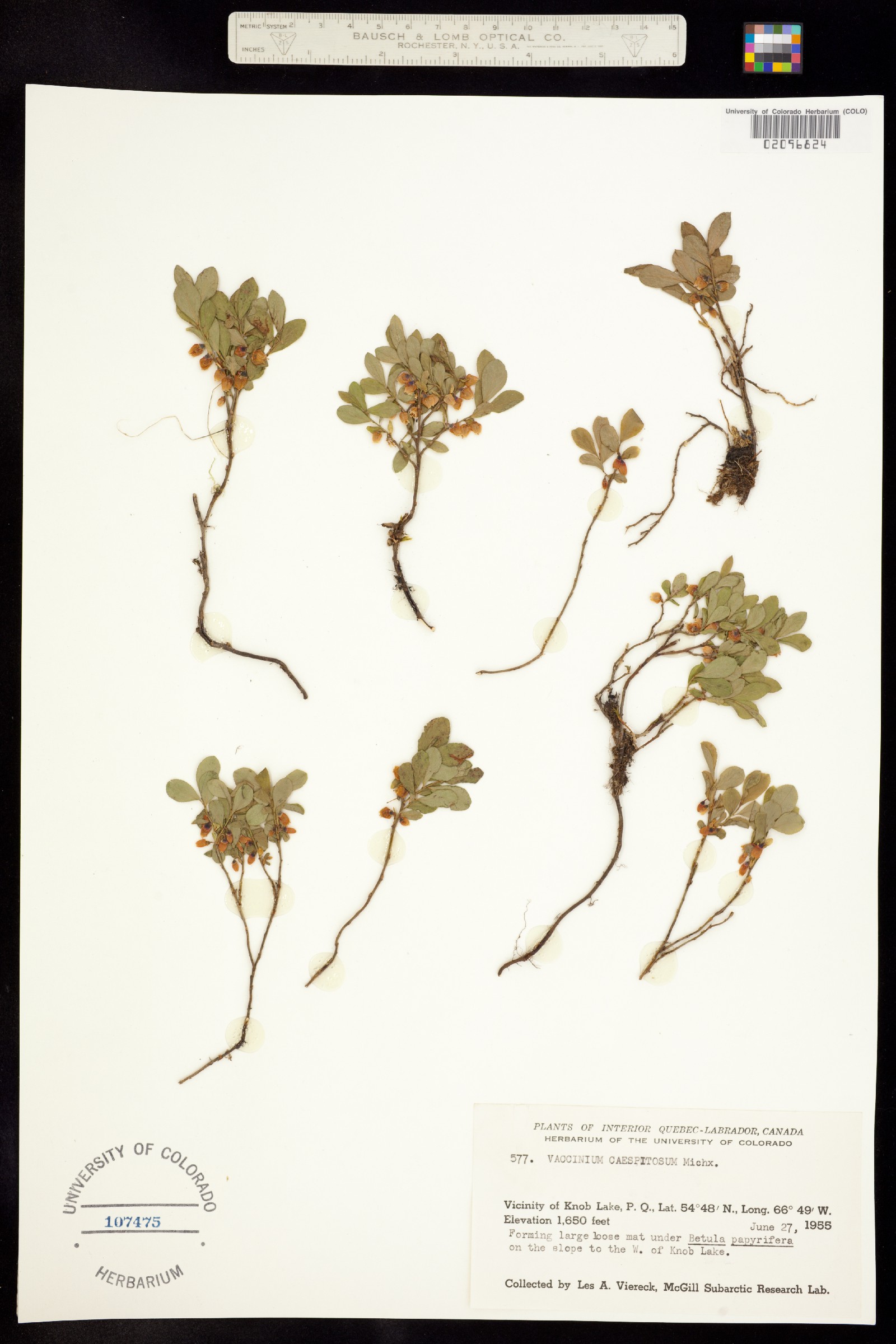 Vaccinium cespitosum image
