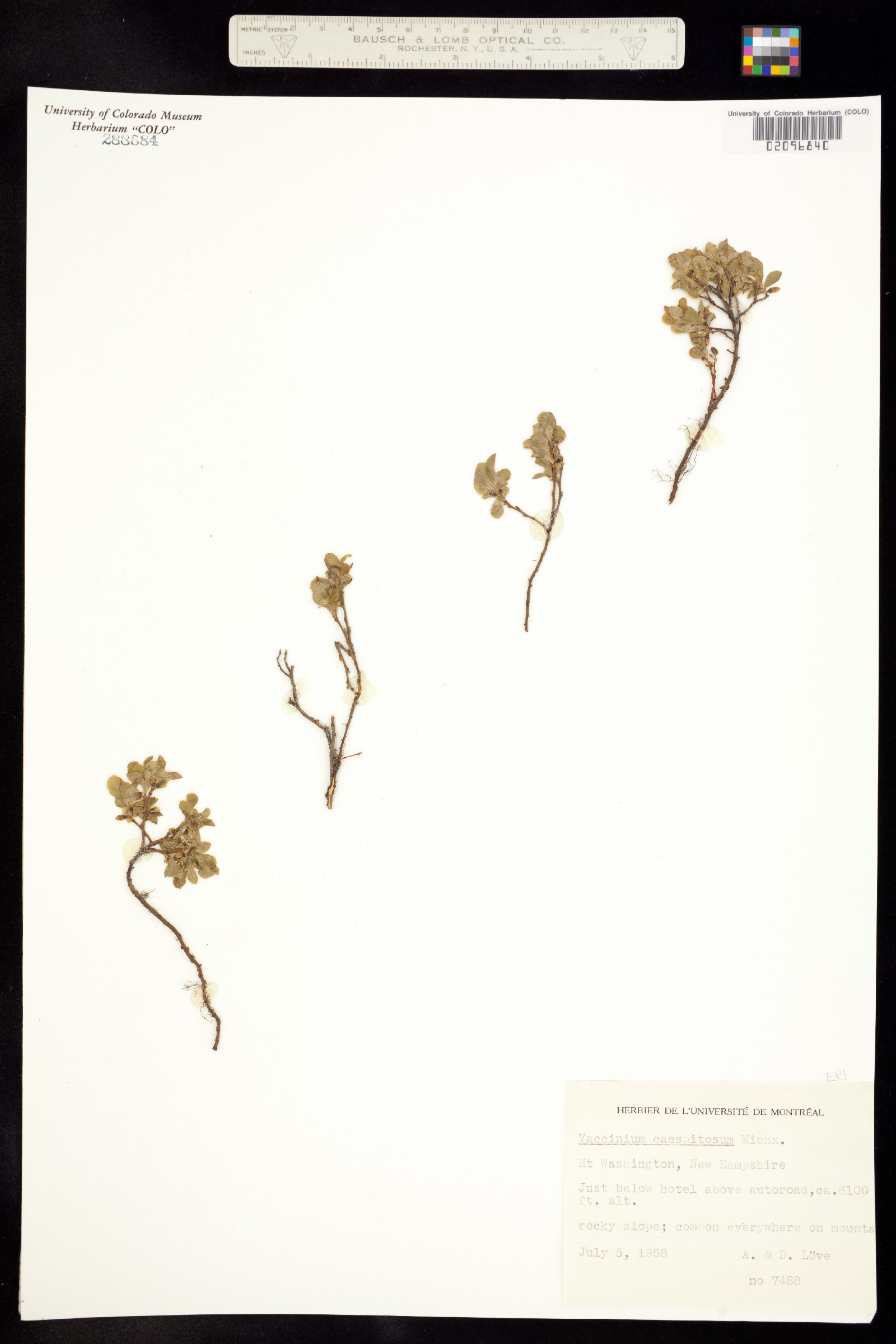 Vaccinium cespitosum image