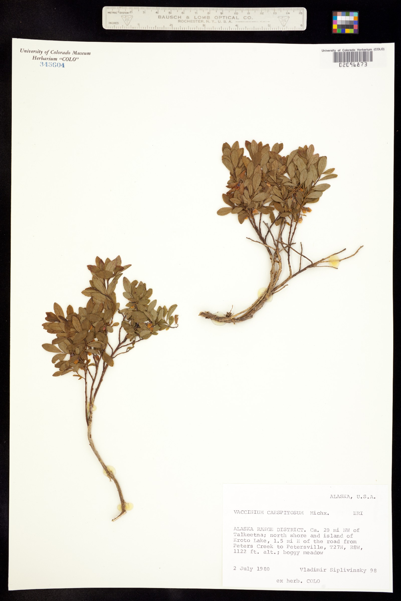 Vaccinium image