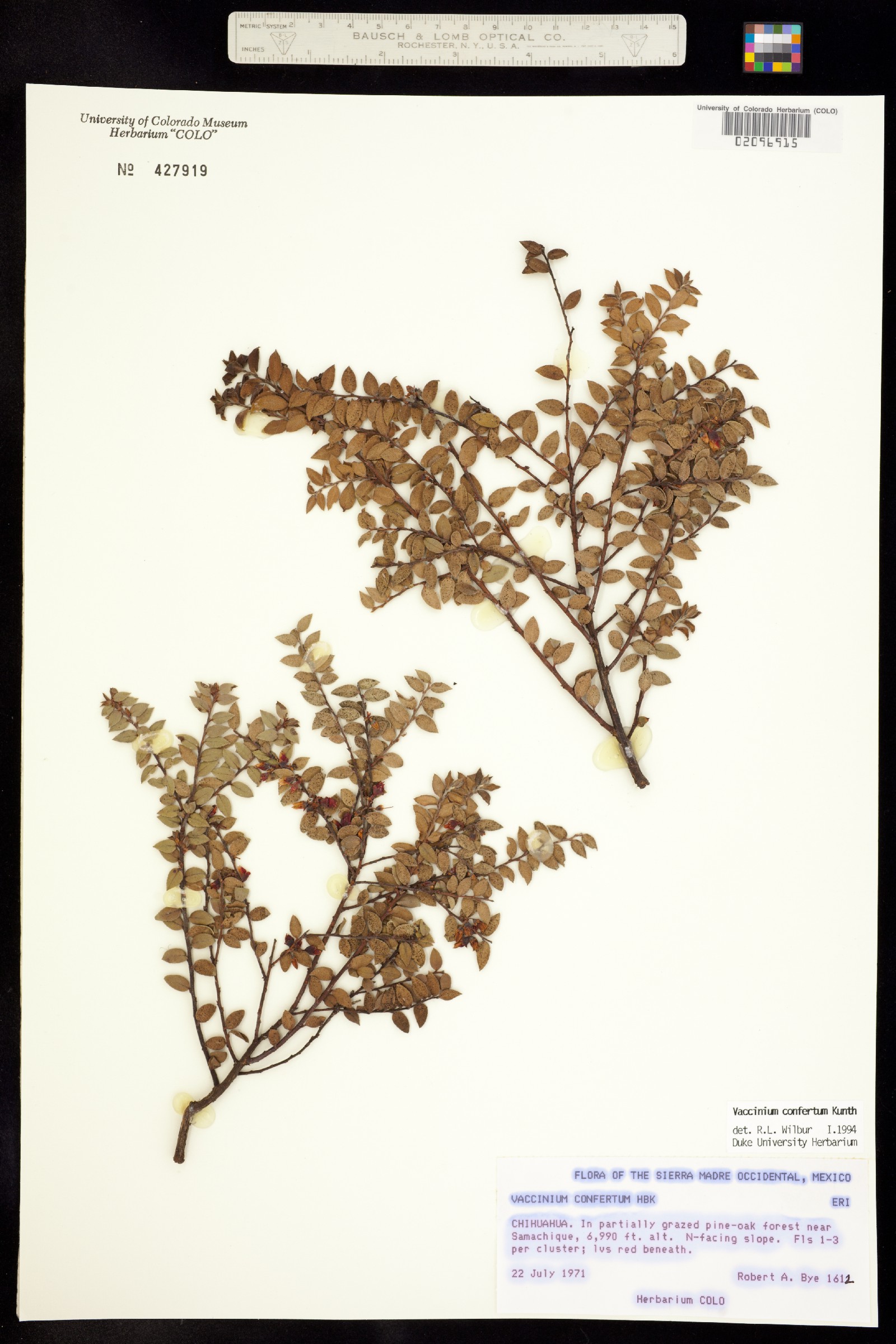 Vaccinium confertum image