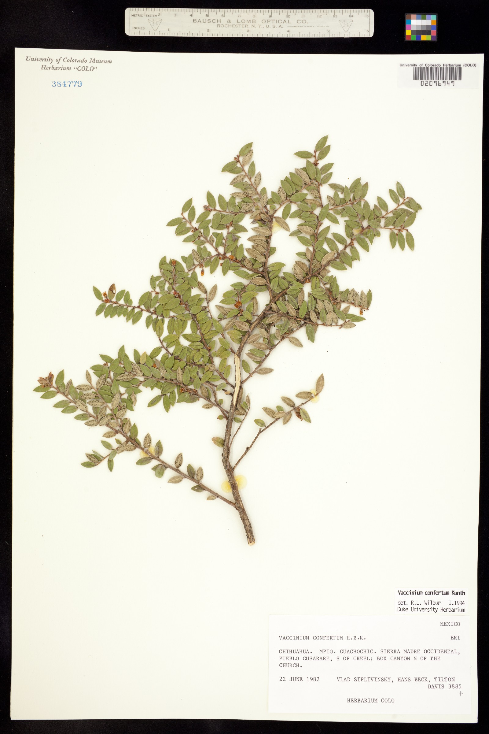 Vaccinium confertum image