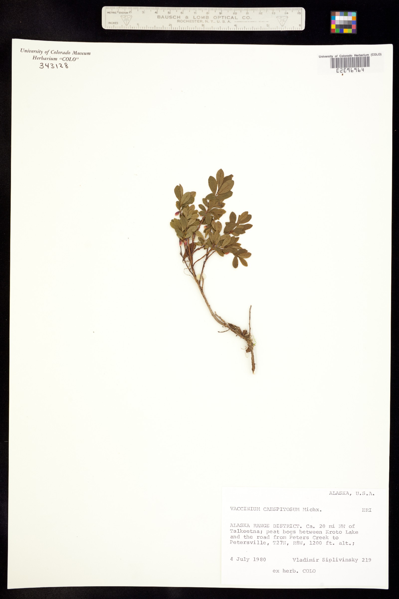 Vaccinium cespitosum image