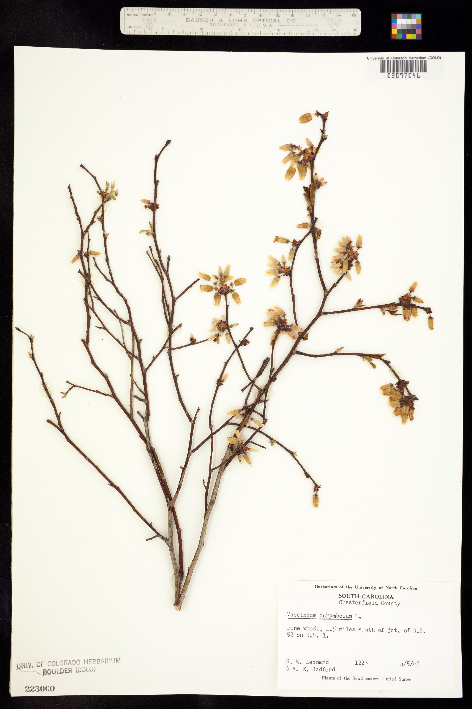 Vaccinium corymbosum image