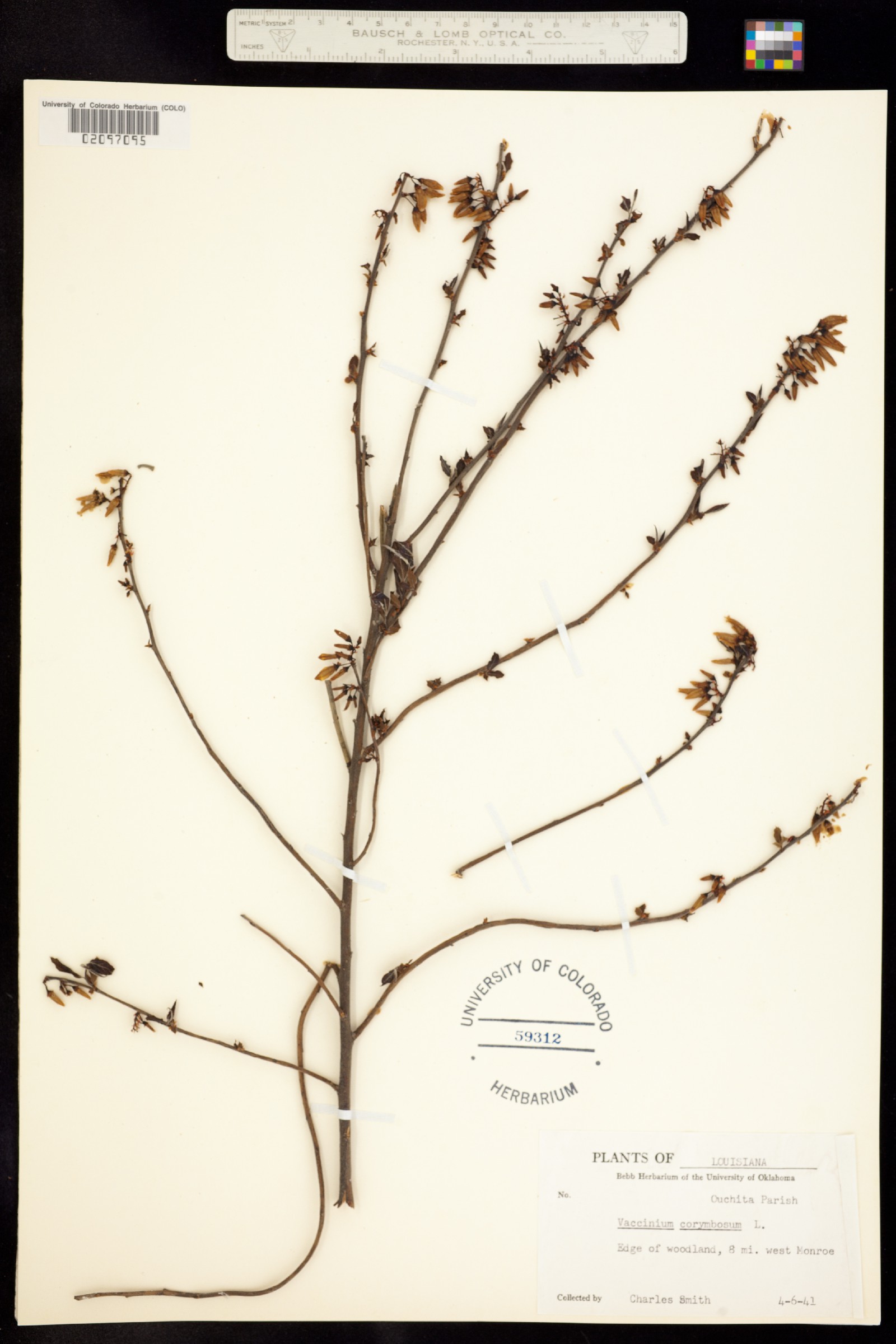 Vaccinium corymbosum image