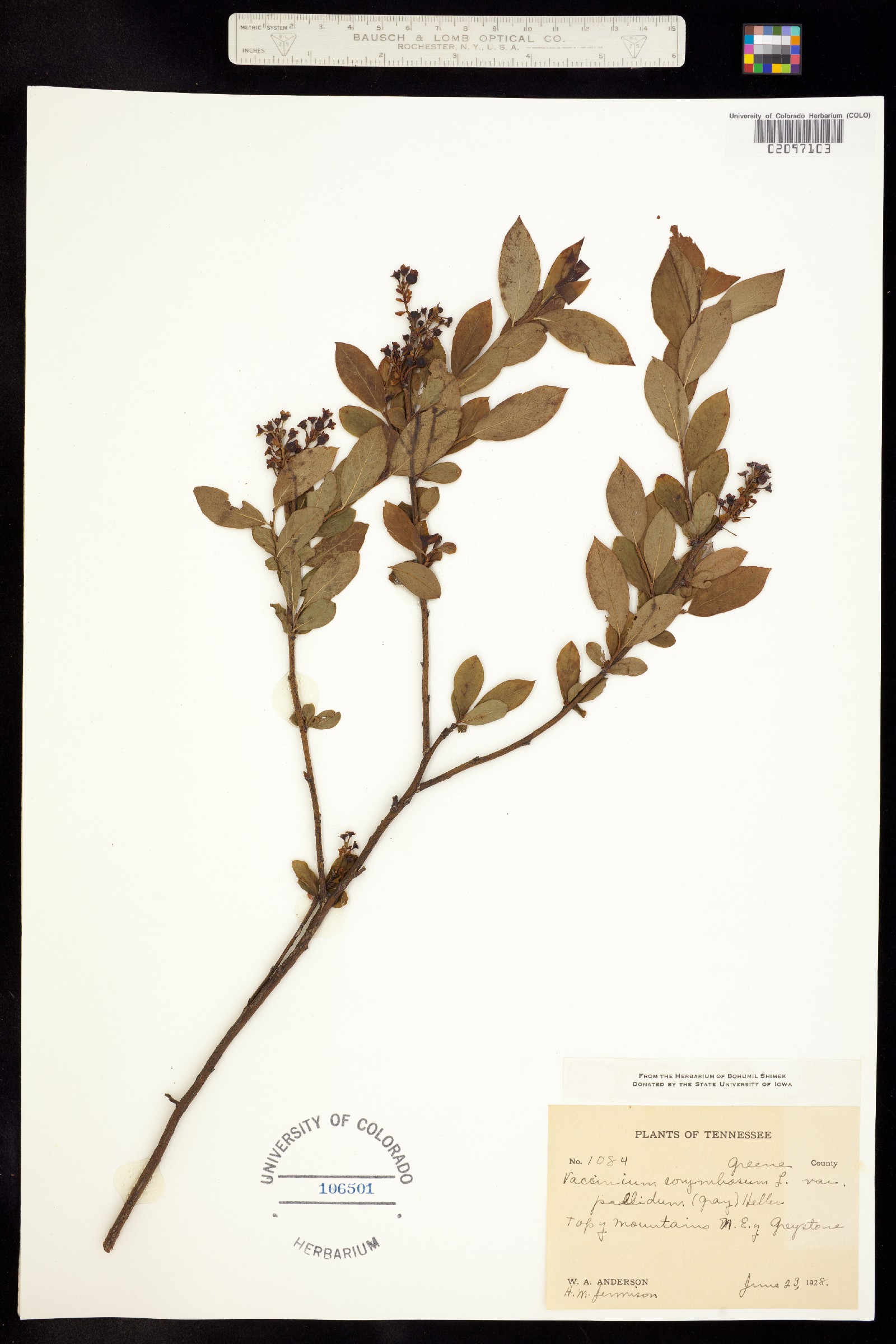 Vaccinium corymbosum image