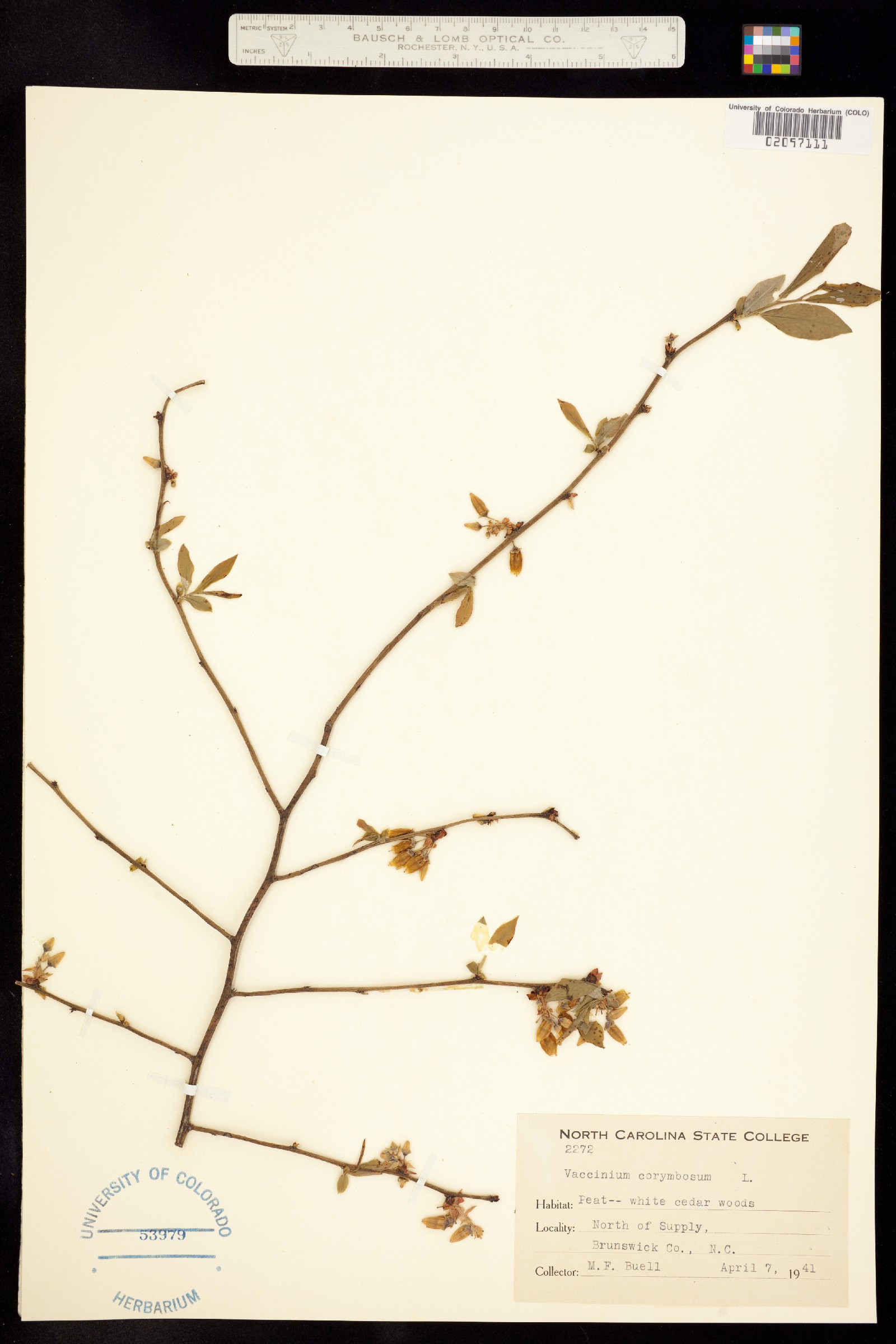 Vaccinium corymbosum image