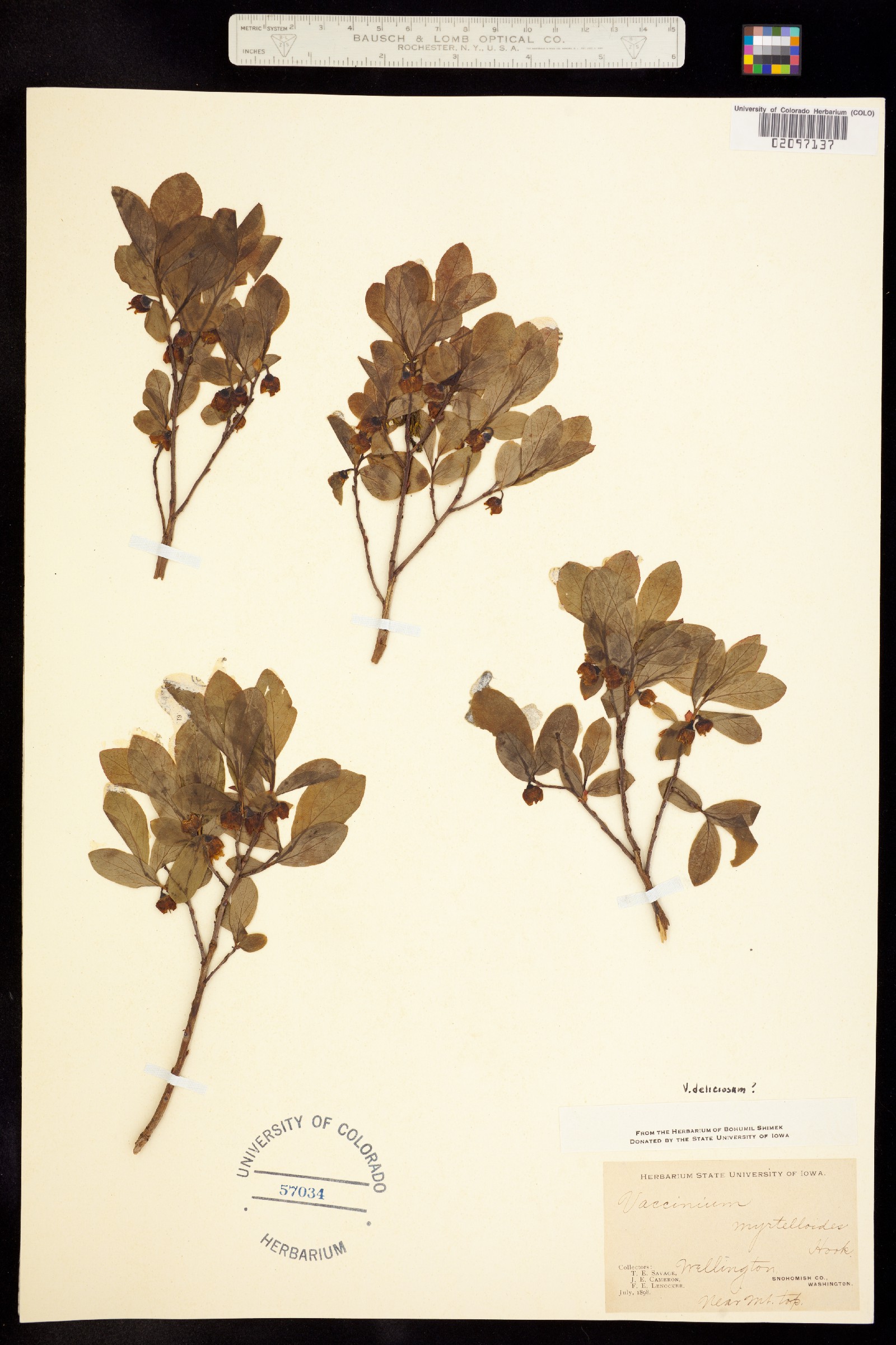 Vaccinium deliciosum image