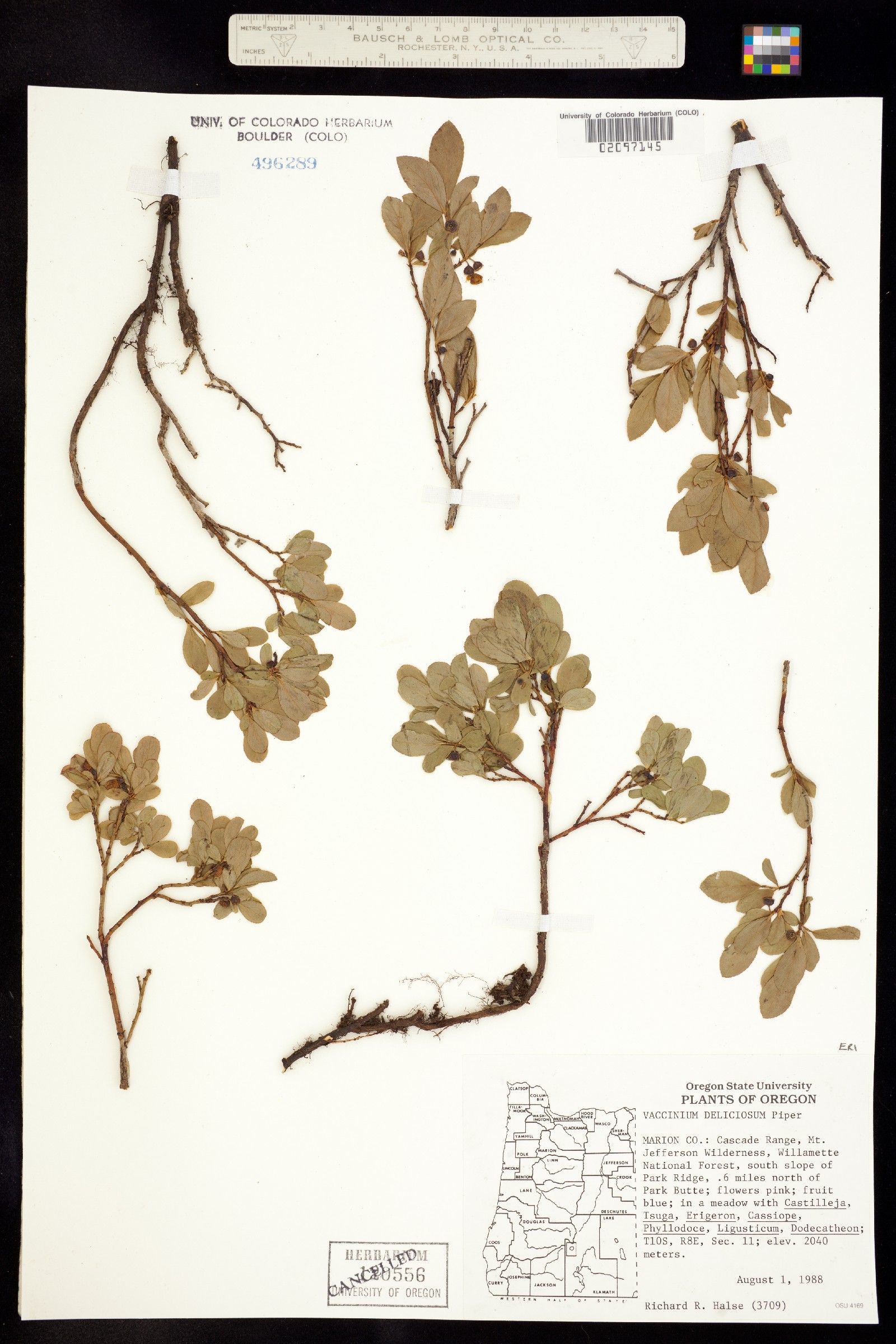 Vaccinium deliciosum image